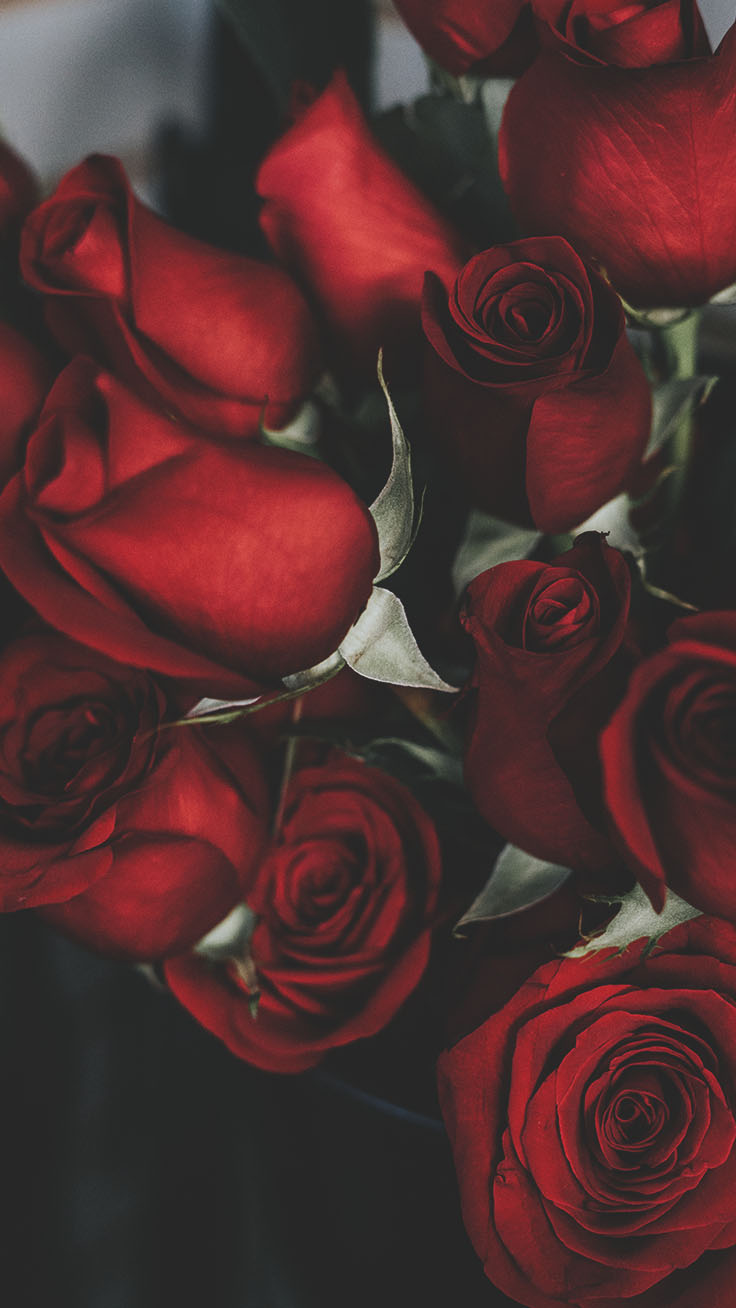 Floral Roses Iphone Wallpaper By Preppy Wallpapers - Red Rose Wallpaper  Iphone - 736x1308 Wallpaper 
