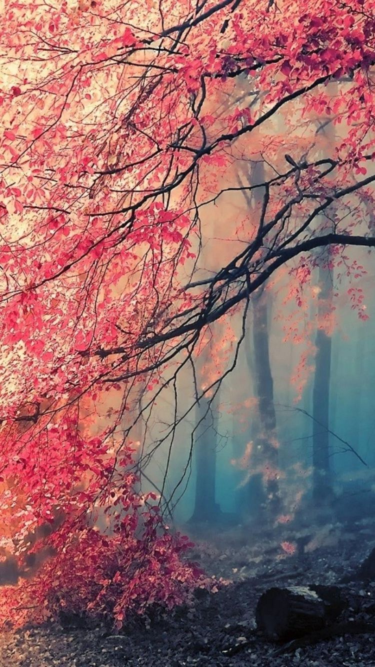 Beautiful Wallpapers For Iphone - HD Wallpaper 