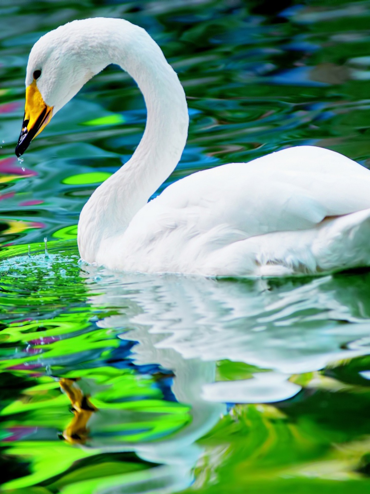 Beautiful Birds In Water - HD Wallpaper 