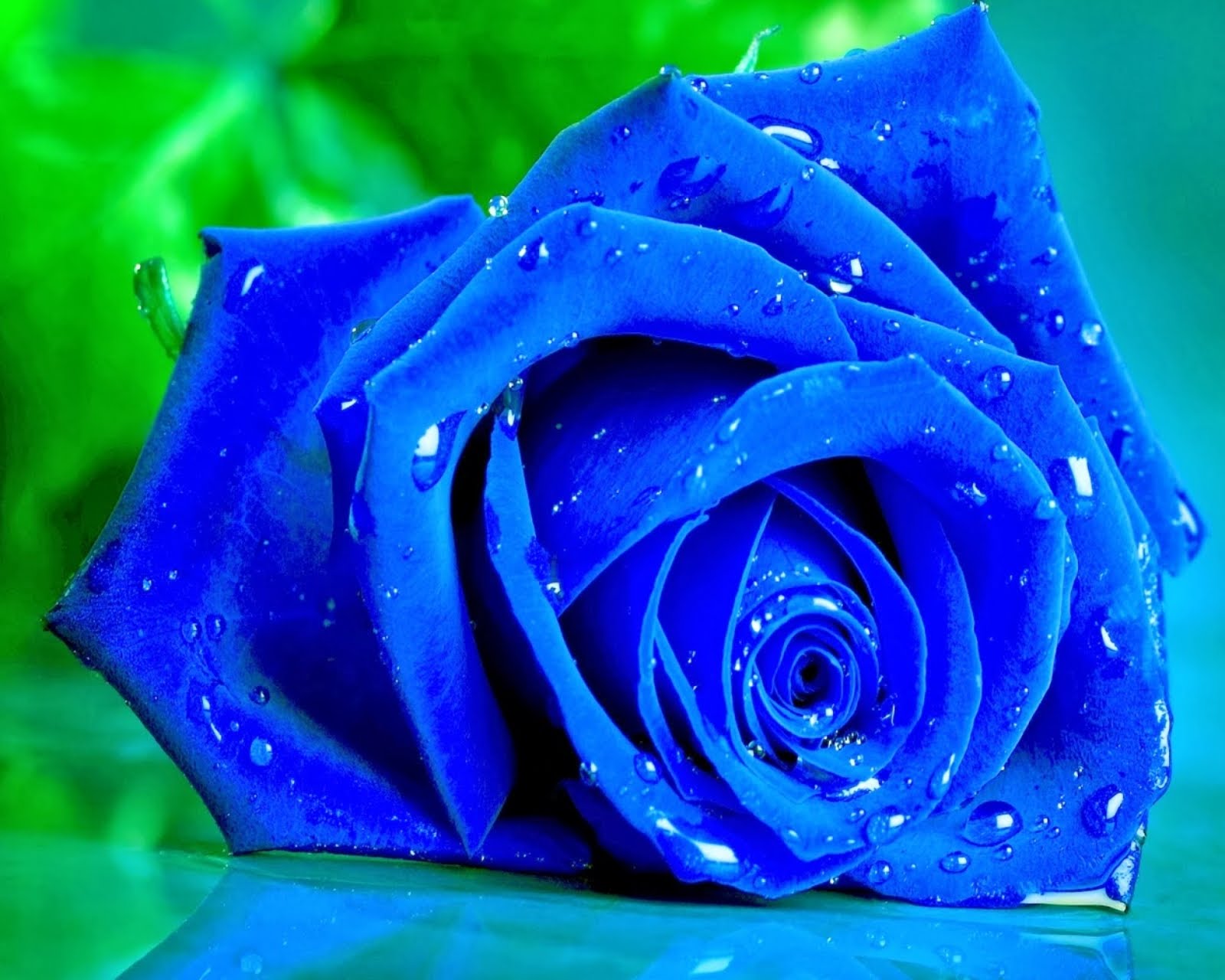Nice Blue Rose - Rose All Color Hd - HD Wallpaper 