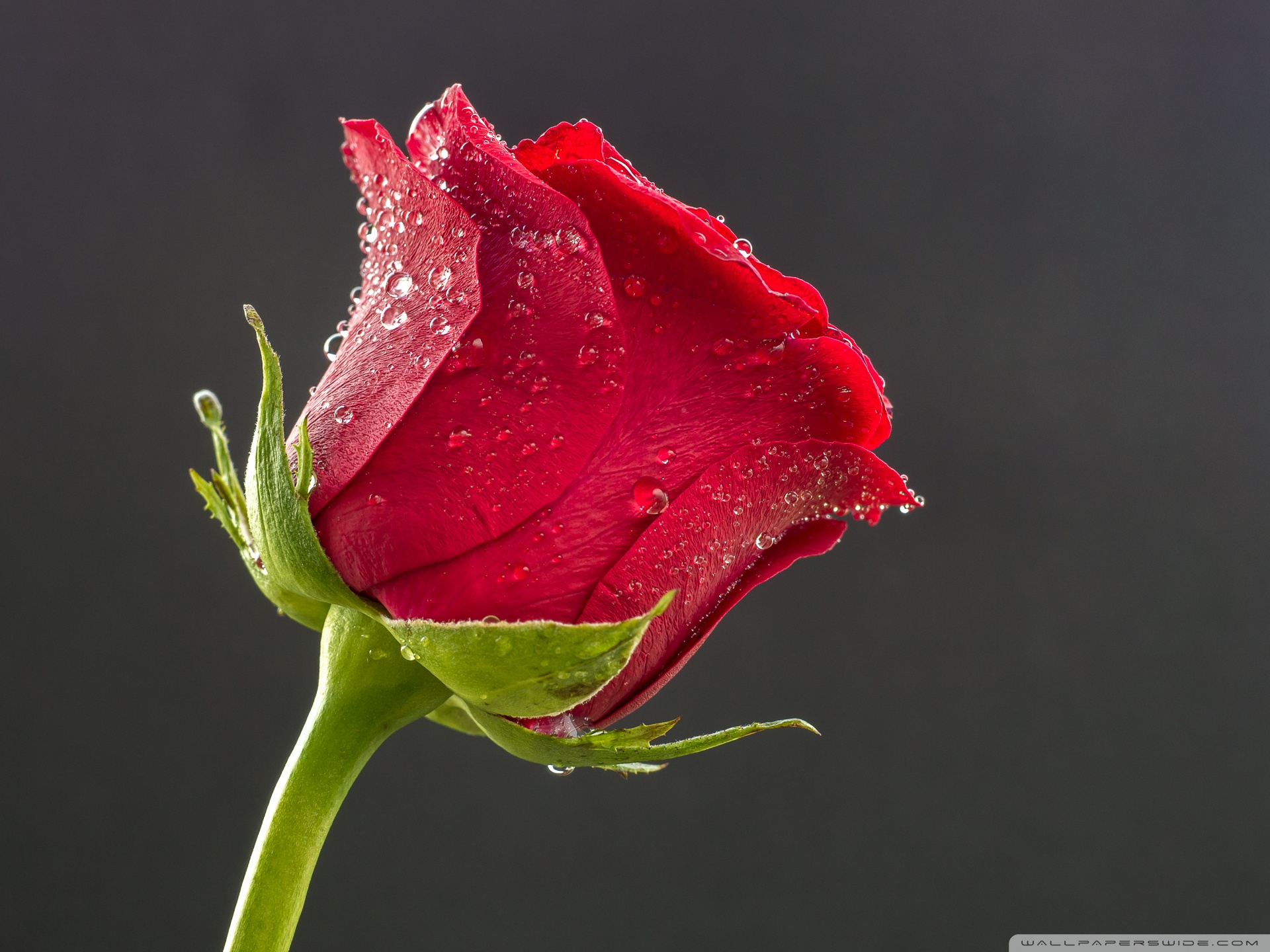 Beautiful Red Roses With Water Drops - HD Wallpaper 