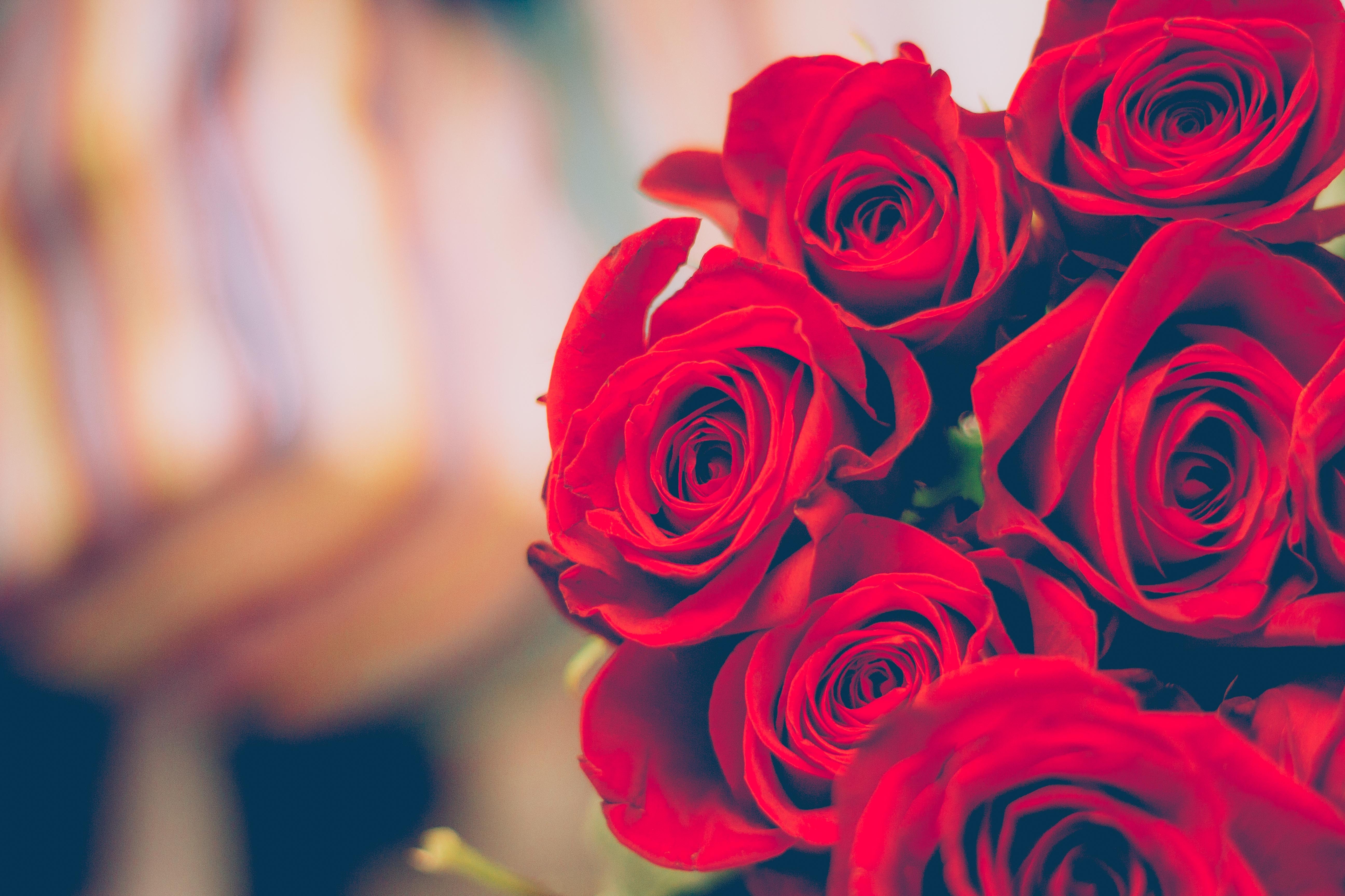 Red Roses - HD Wallpaper 