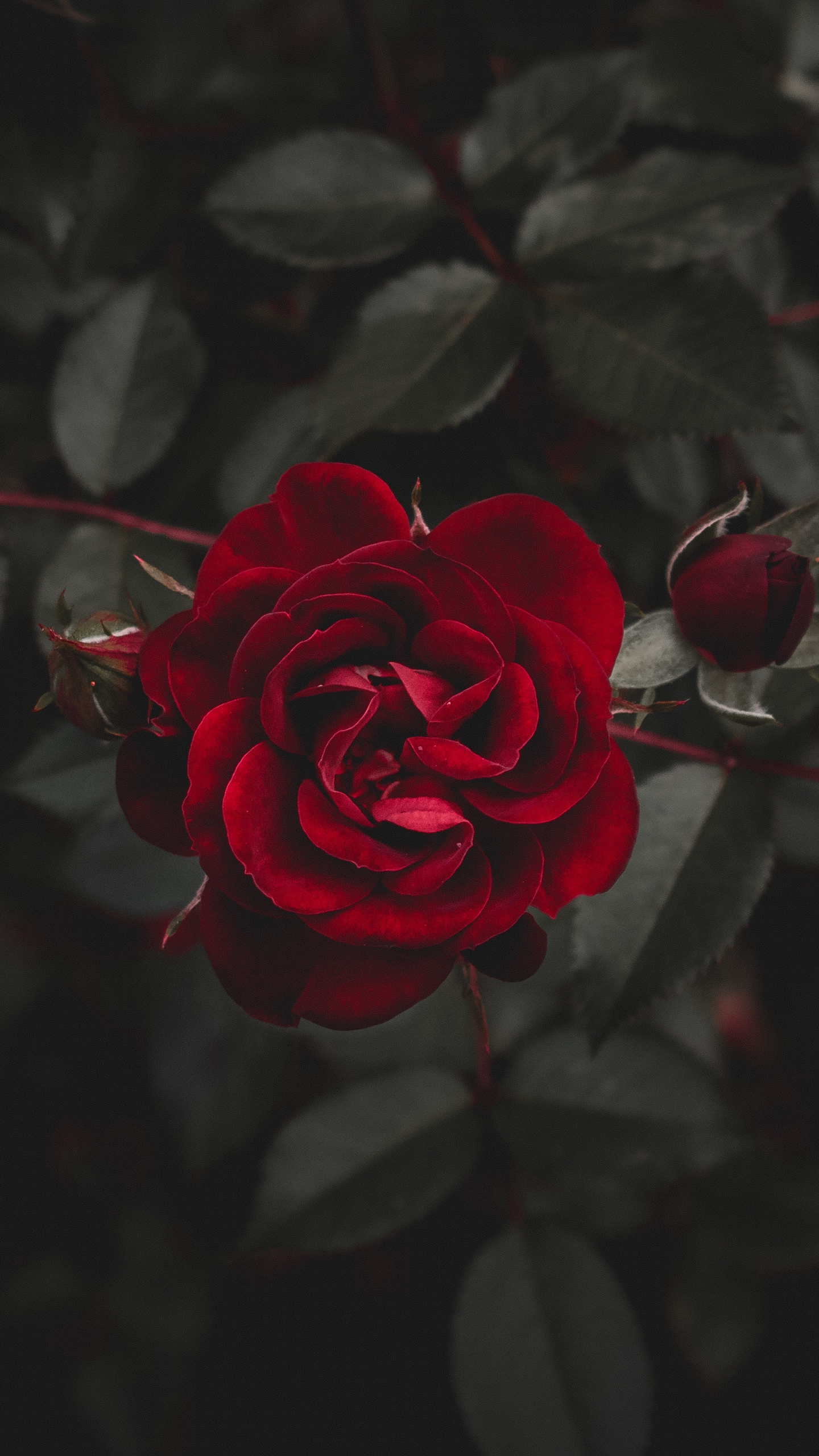 Wallpaper Rose, Red, Flower, Bud - Red Flower Background Iphone - HD Wallpaper 
