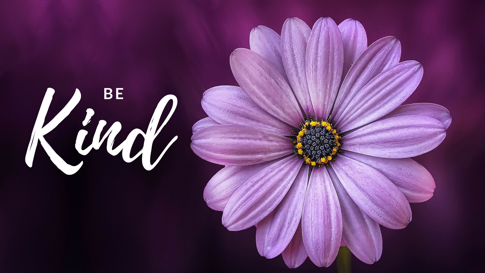 Nice Flower Good Morning - HD Wallpaper 