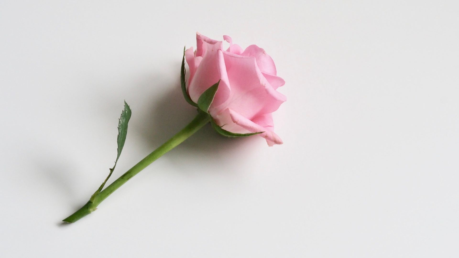 Single Rose Wallpaper - Single Pink Rose Images Hd - HD Wallpaper 