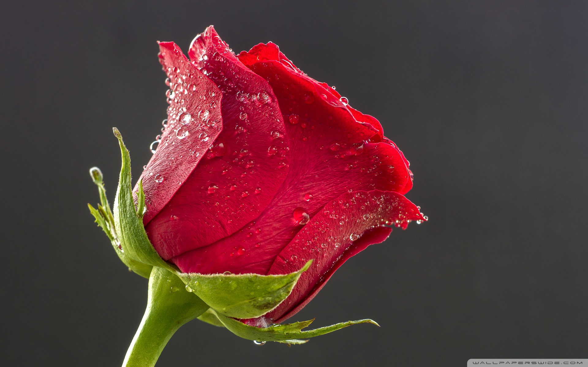 Beautiful Red Rose Hd - HD Wallpaper 