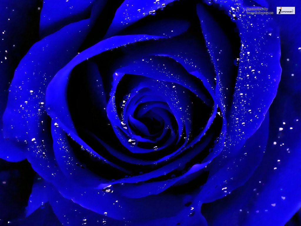 Dark Blue Rose Background - 1024x768 Wallpaper 