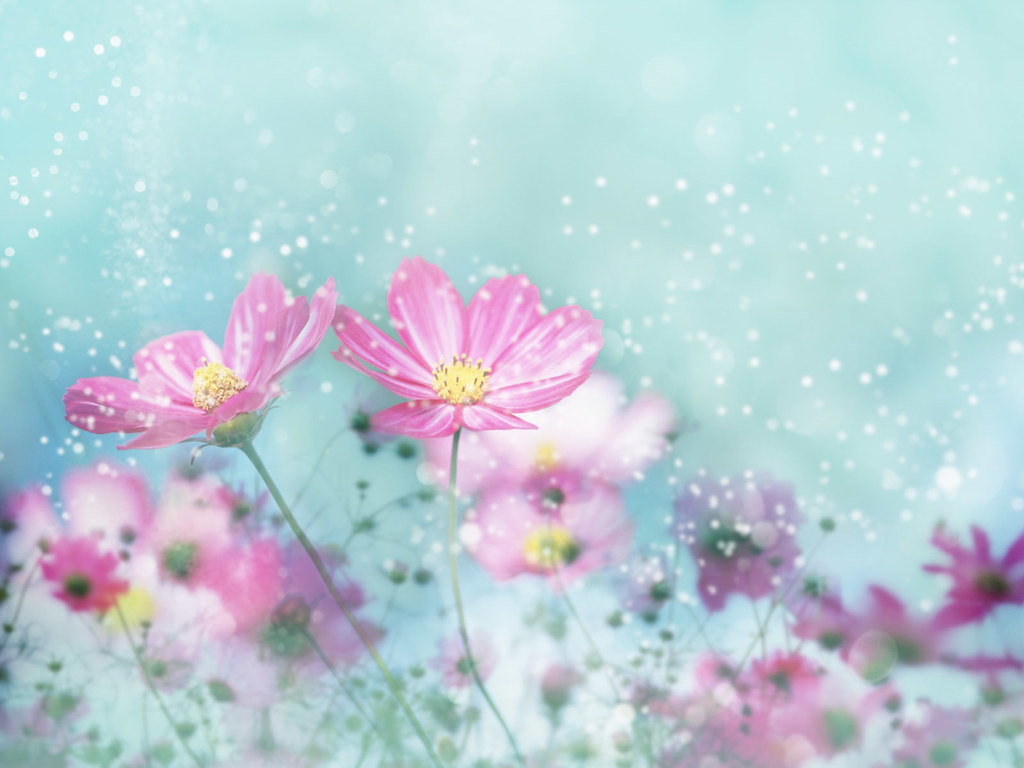 Cute Pictures Of Flowers - HD Wallpaper 
