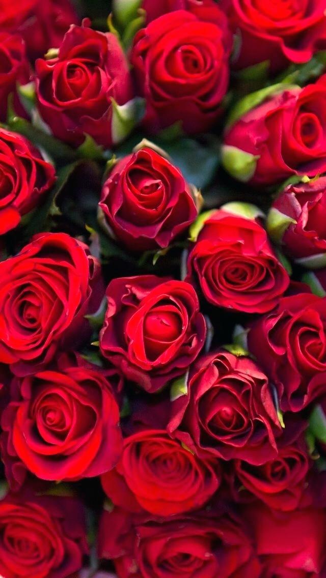 Wallpaper Red Roses Background Love Flowers Amazing - Flower Rose Wallpaper  Hd - 640x1136 Wallpaper 