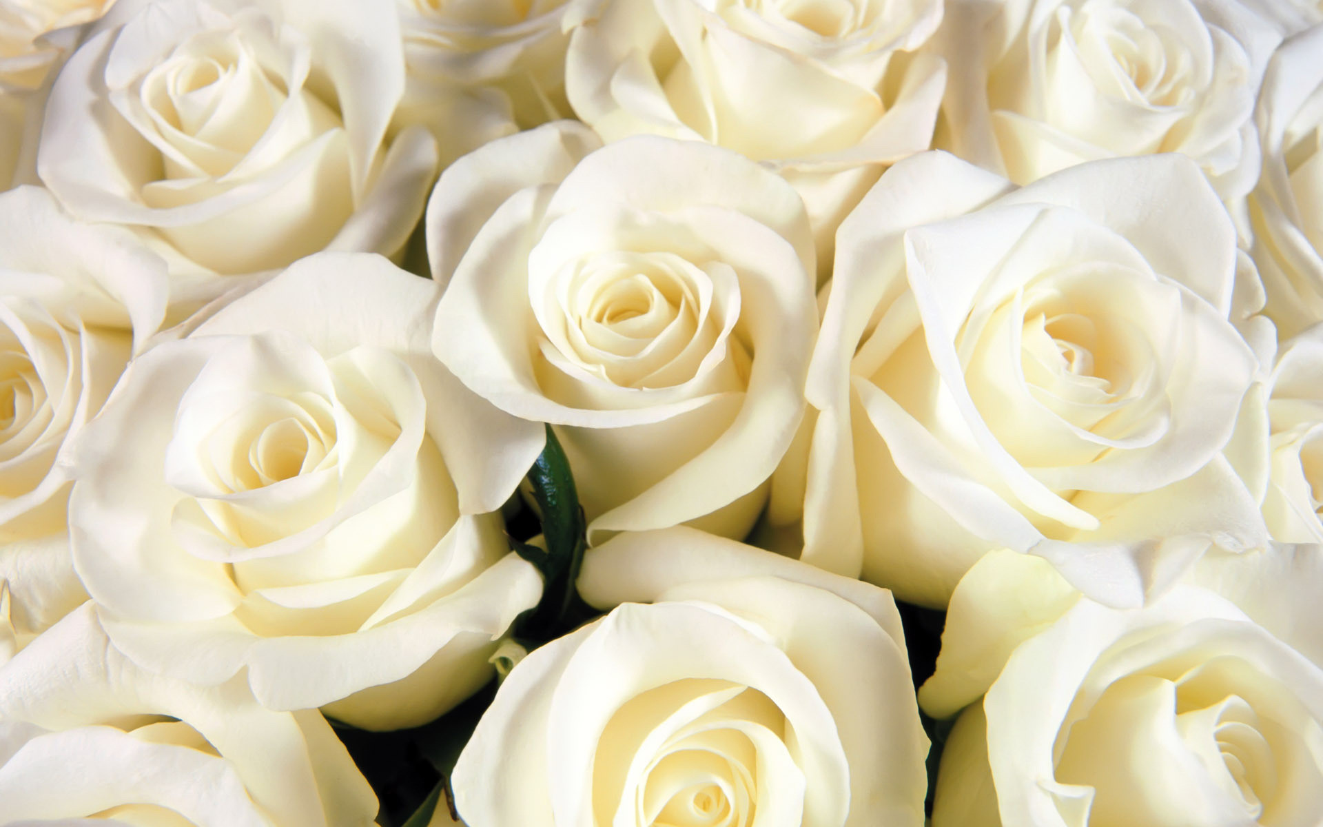 White Rose Widescreen 
 Src White Rose Wallpaper Notebook - High Resolution White Roses Background - HD Wallpaper 