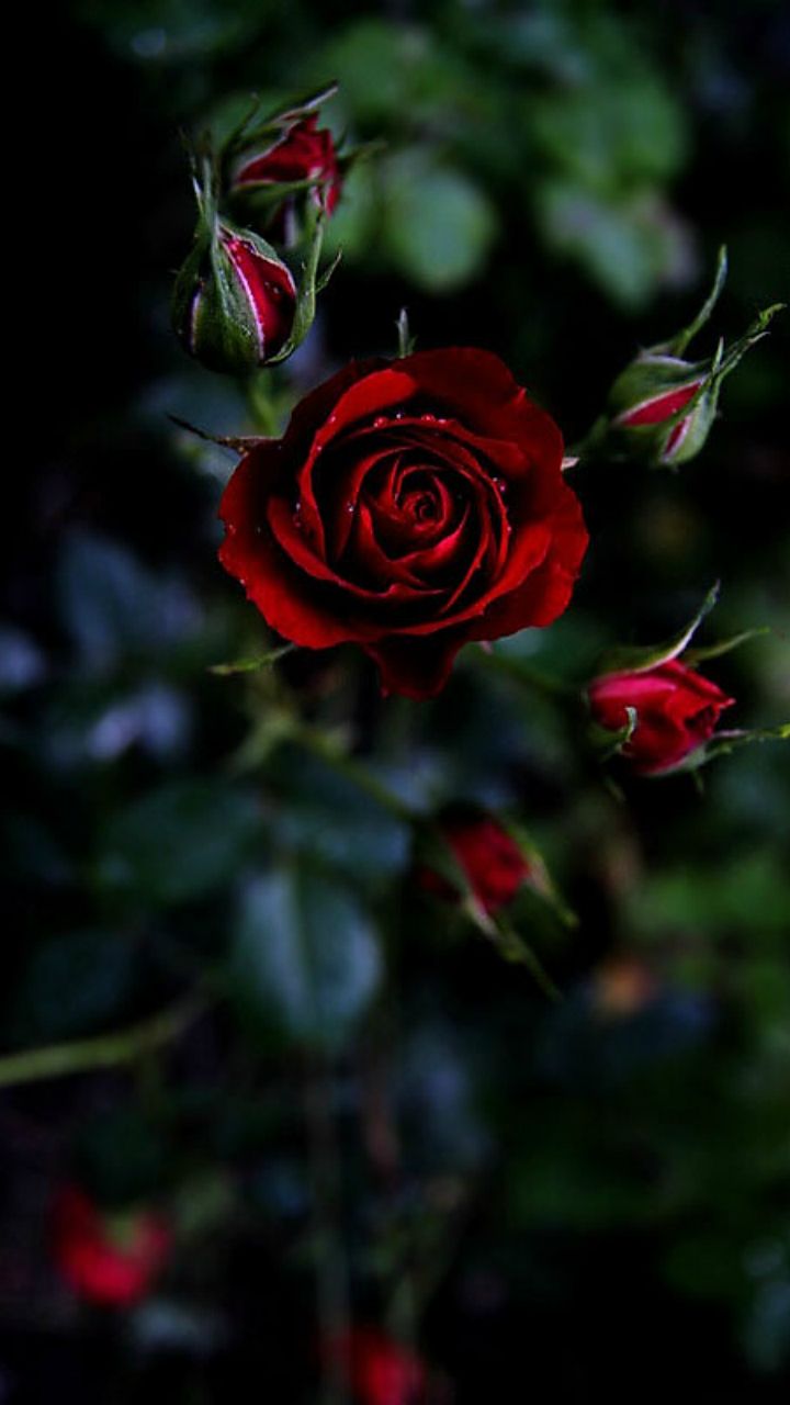Red Rose Wallpaper For Mobile Phone - HD Wallpaper 