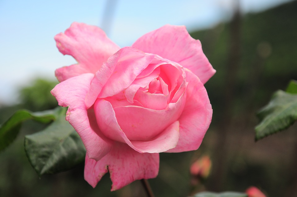 Rose, Rose Pictures, Rose Images, Rose Wallpaper - Rosa Rose - HD Wallpaper 