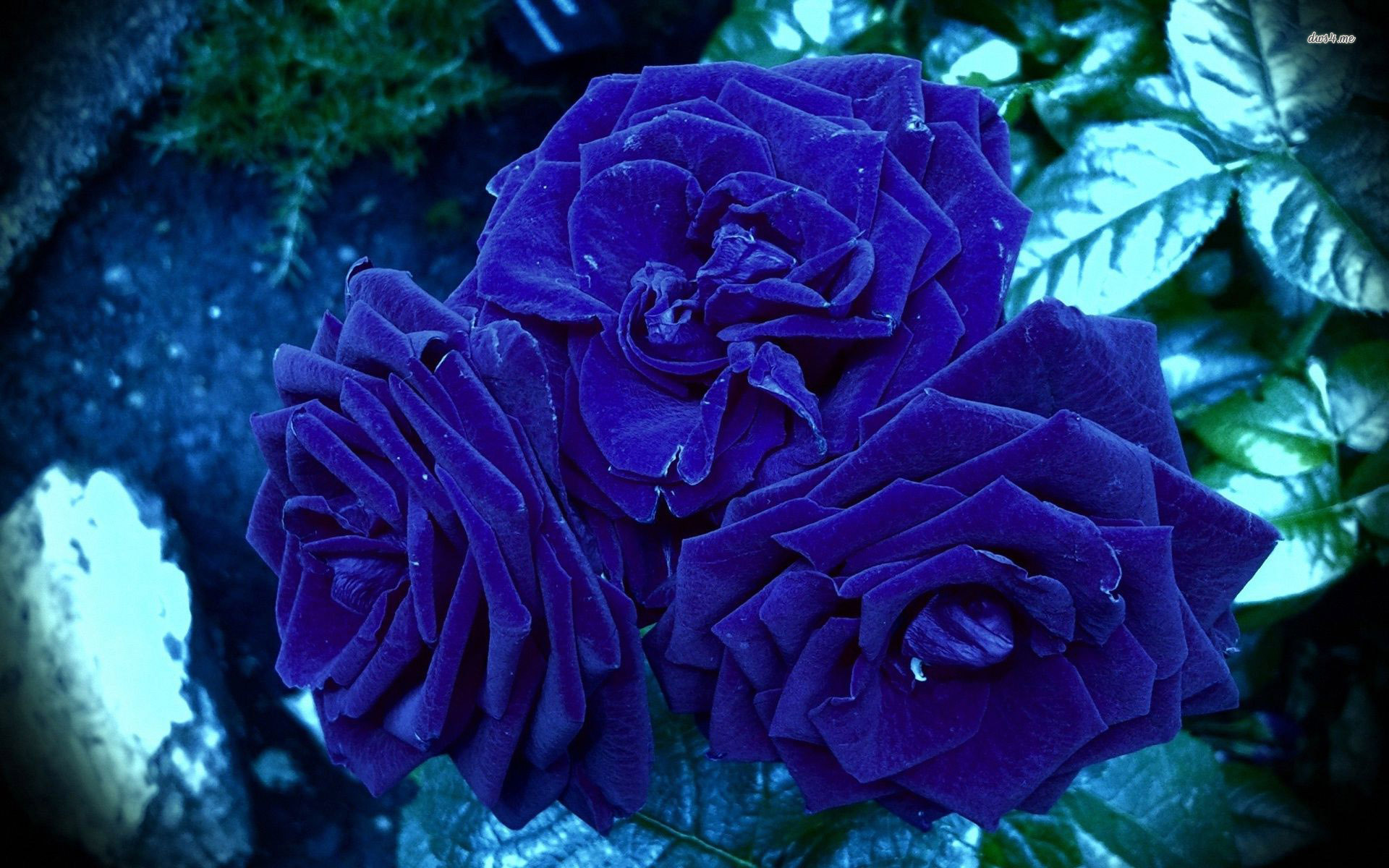Rose Wallpaper Flower - HD Wallpaper 