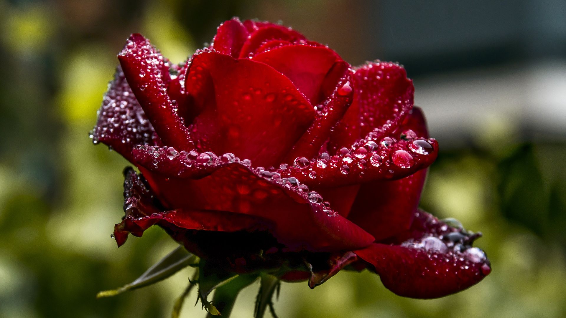Dark Red Rose - Garden Roses - HD Wallpaper 