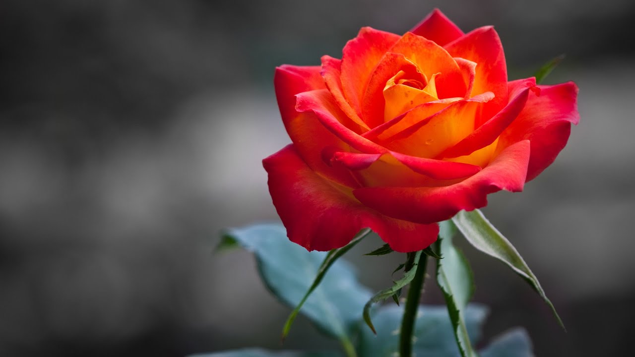 Orange Rose Wallpaper Hd - HD Wallpaper 