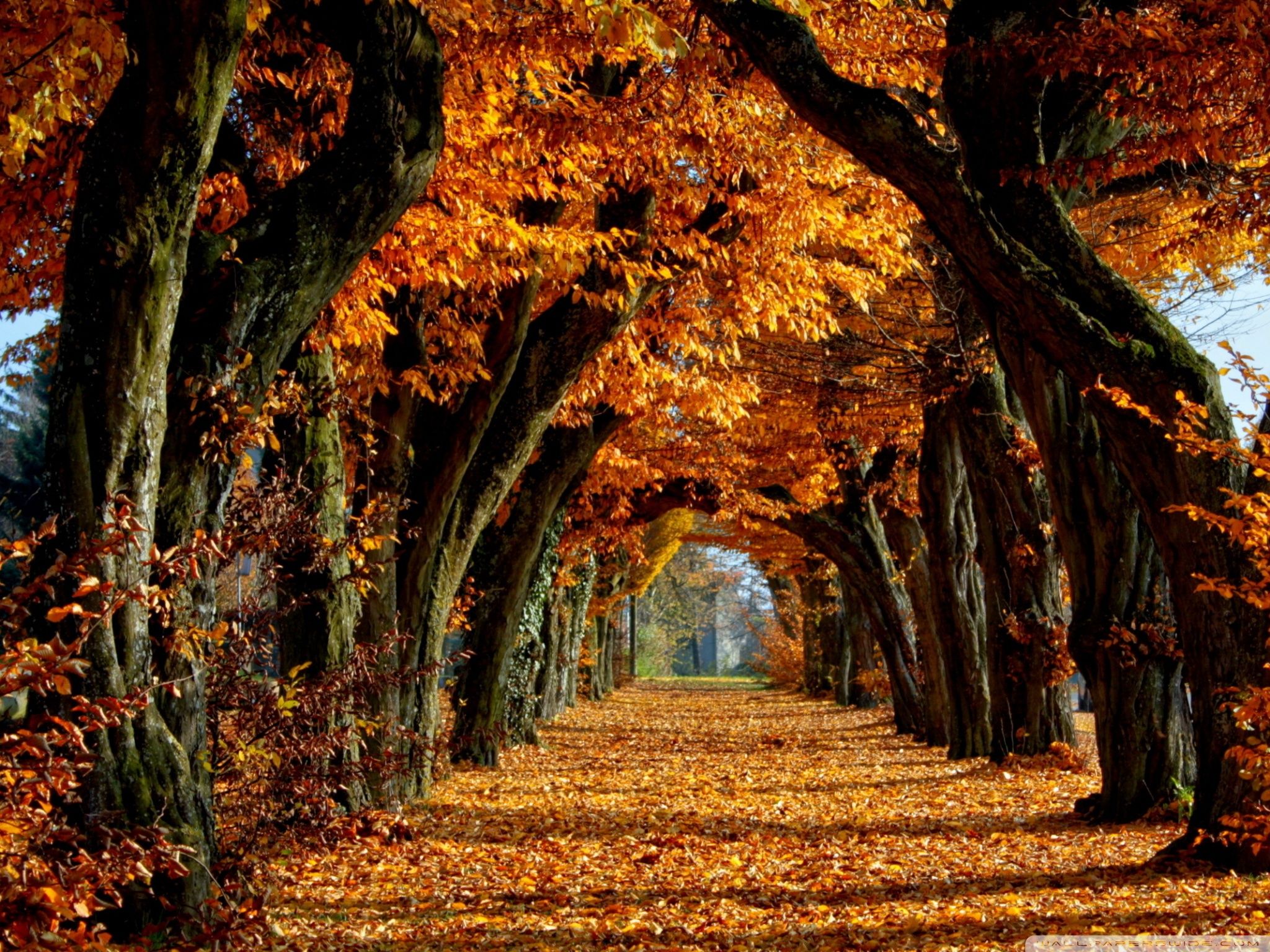 Beautiful Path ❤ 4k Hd Desktop Wallpaper For 4k Ultra - High Resolution Fall - HD Wallpaper 