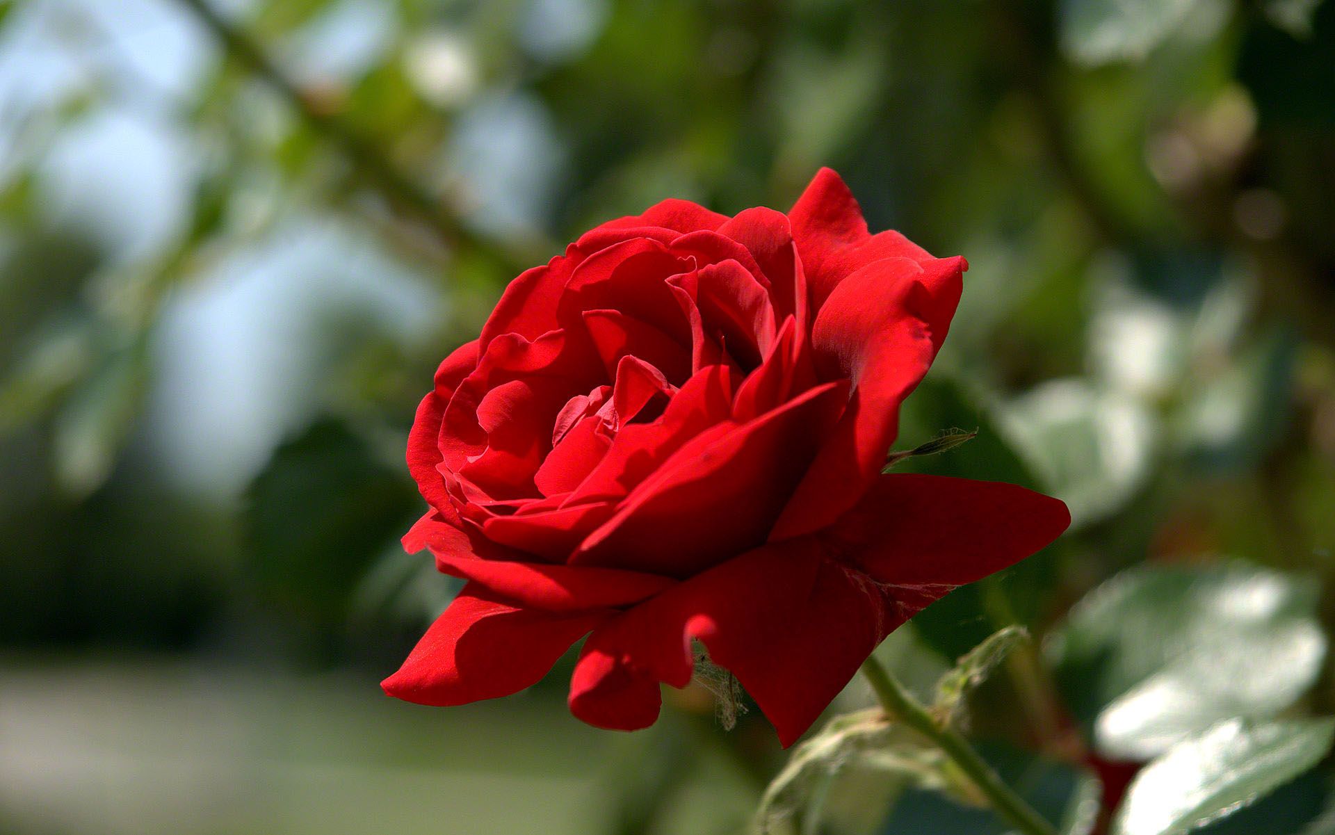 Beautiful Red Rose Wallpaper 
 Data-src /full/314091 - Most Beautiful Red Roses - HD Wallpaper 