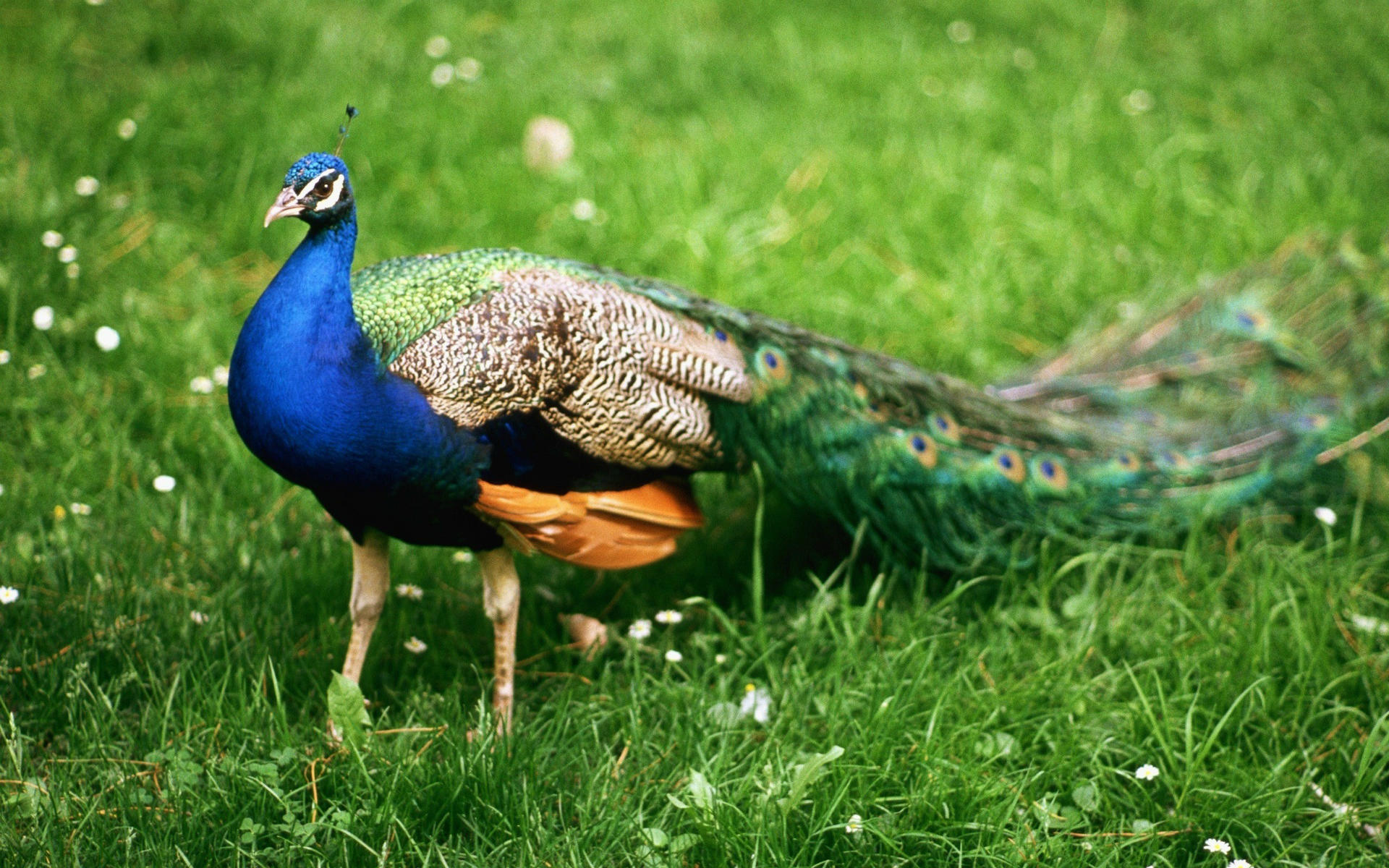 Most Nature Wallpaper Most Beautiful Peacock In Nature - Beautiful Animal Wallpaper Hd - HD Wallpaper 