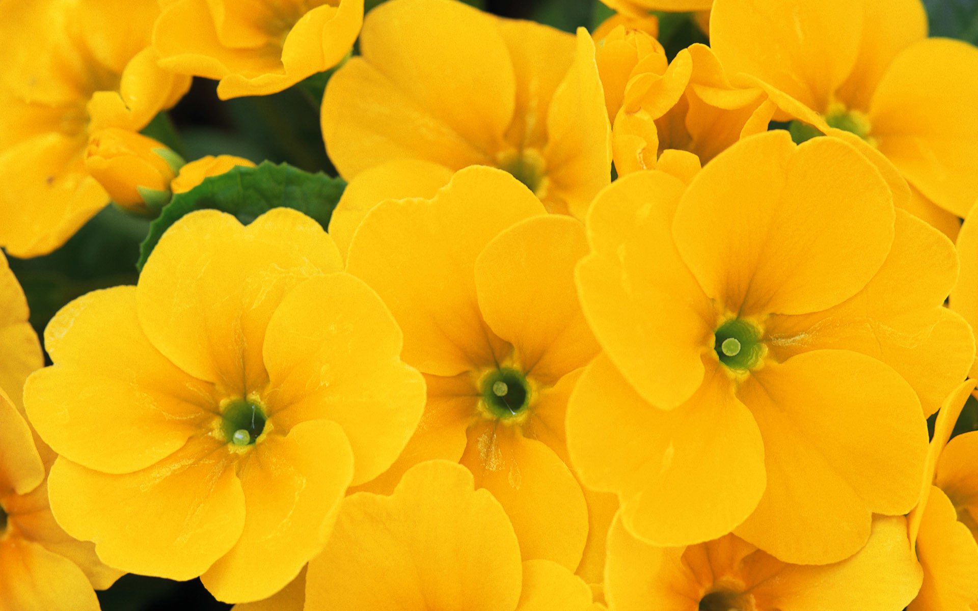 1920x1200, Yellow Flower Wallpaper 
 Data Id 300012 - Yellow Flowers Images Hd - HD Wallpaper 