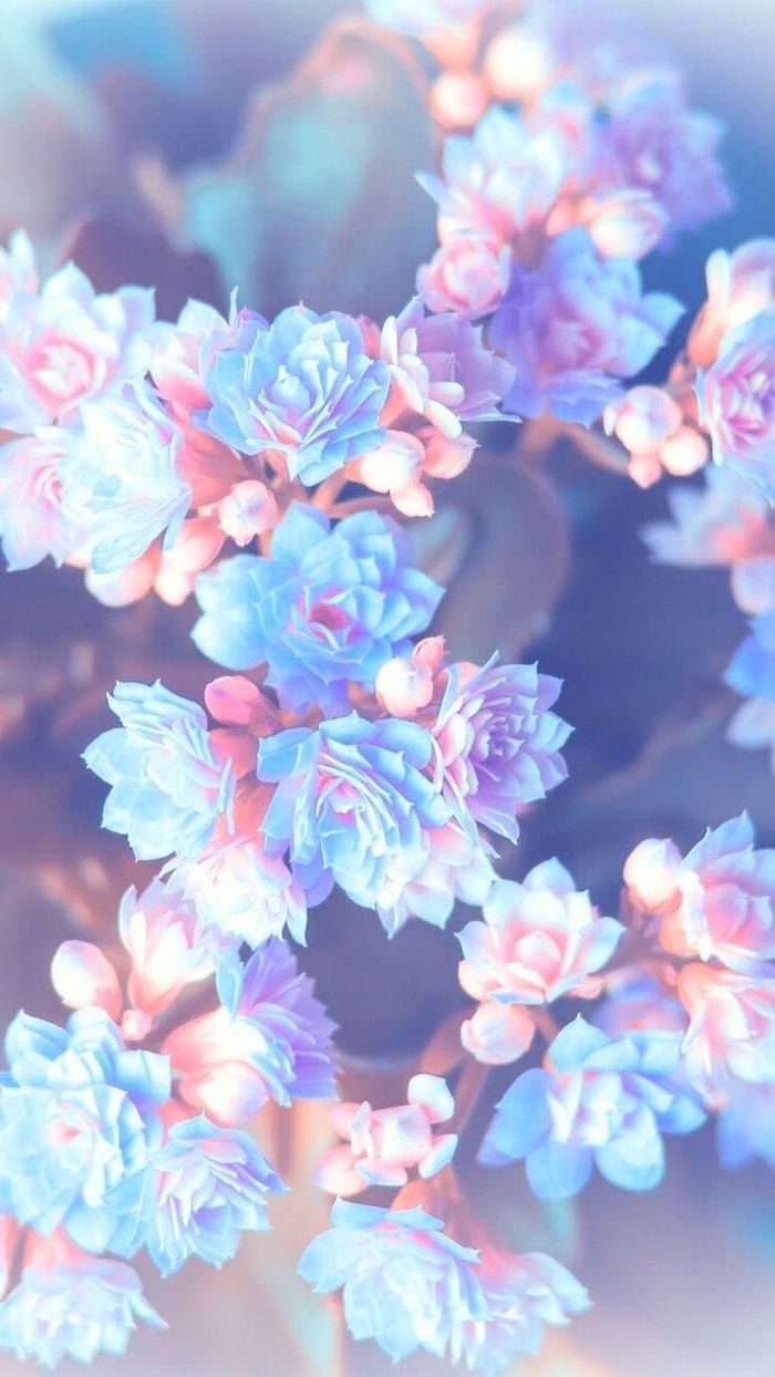 Pink Flower Phone Background - HD Wallpaper 