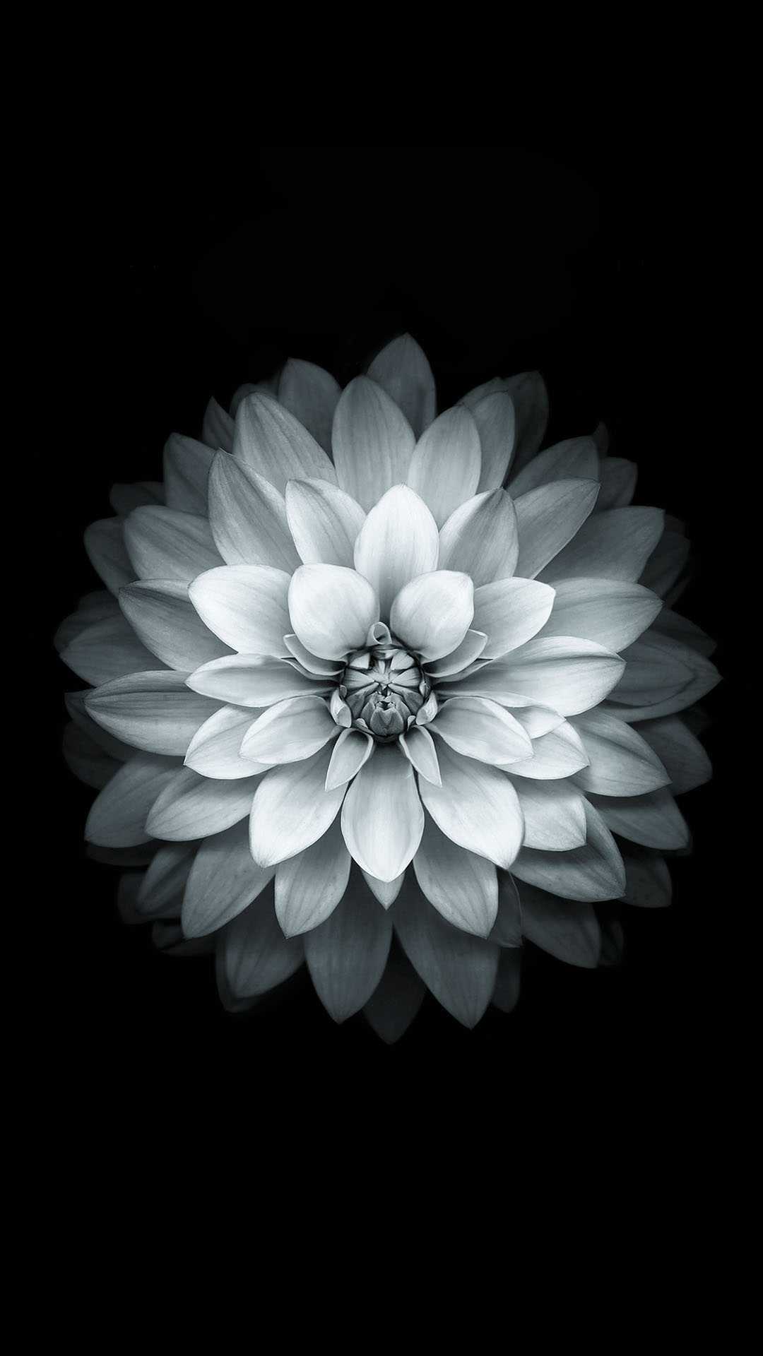 Black And White Apple Wallpaper - Black And White Flower - HD Wallpaper 