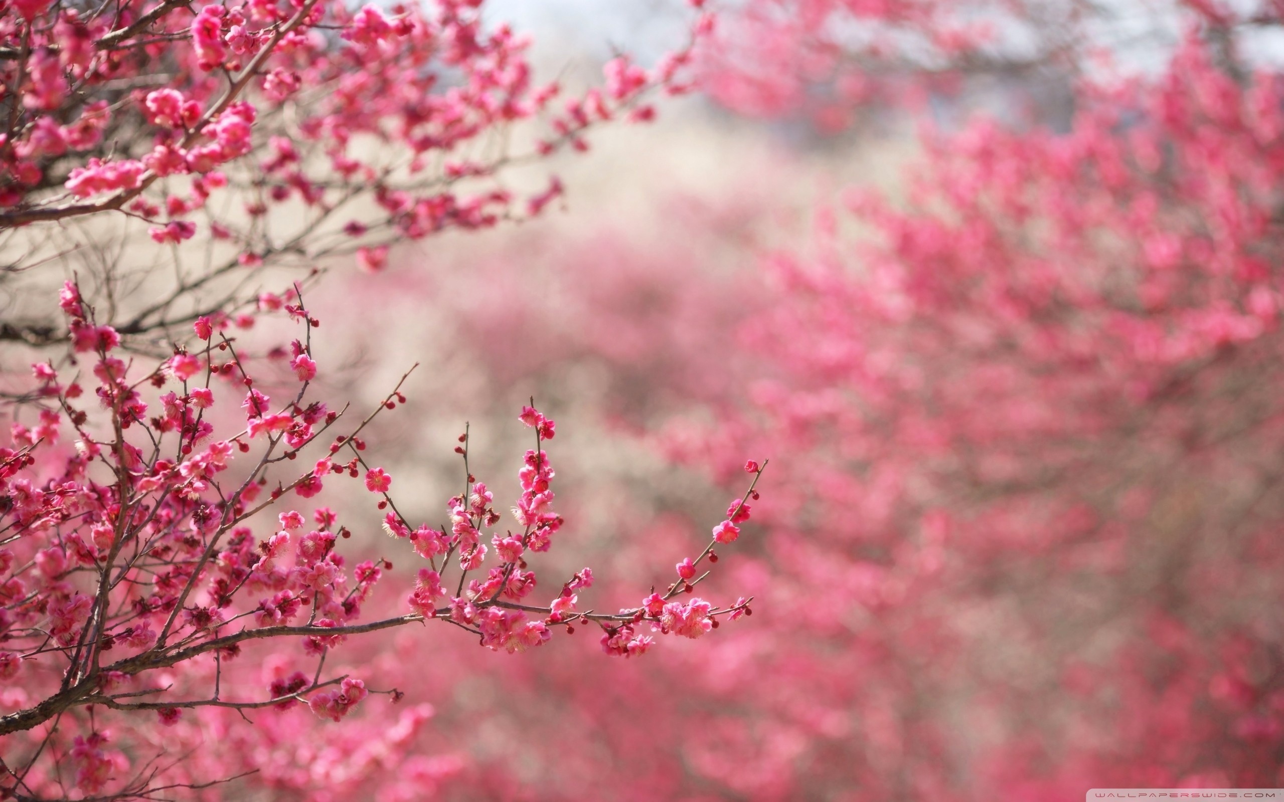 Wide 
 Src Sakura Flower Wallpaper Large Resolution - Cherry Blossom Wallpaper Hd - HD Wallpaper 