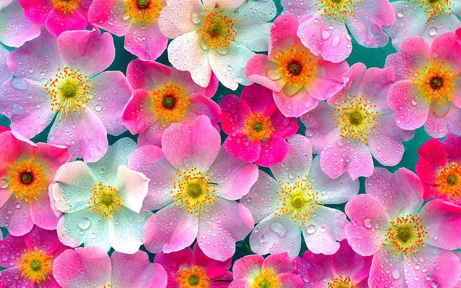 Flower Wallpaper - Dr - Odd - Indian Flowers - HD Wallpaper 