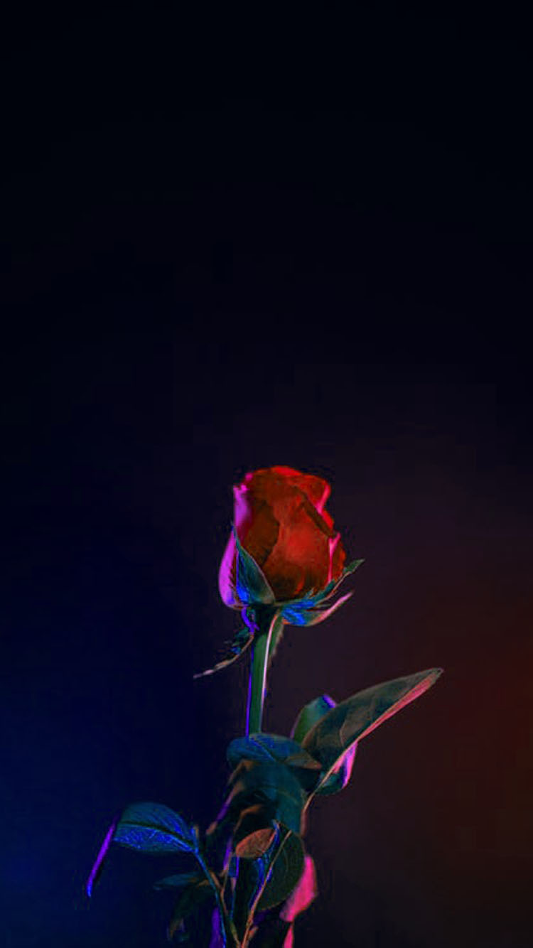 Budding Rose - Rose Wallpaper For Phone - HD Wallpaper 