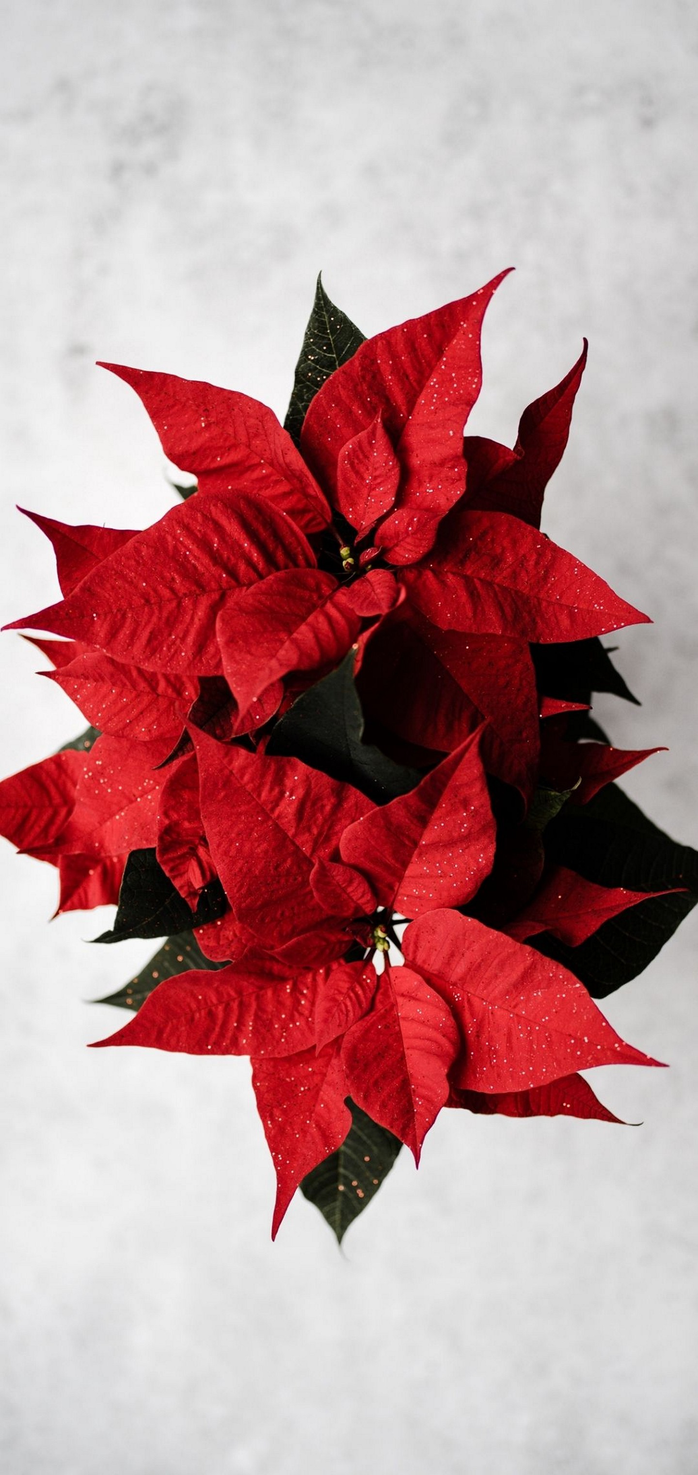 Poinsettia Red Flower Wallpaper - Oppo Reno 2 Wallpaper Hd - HD Wallpaper 