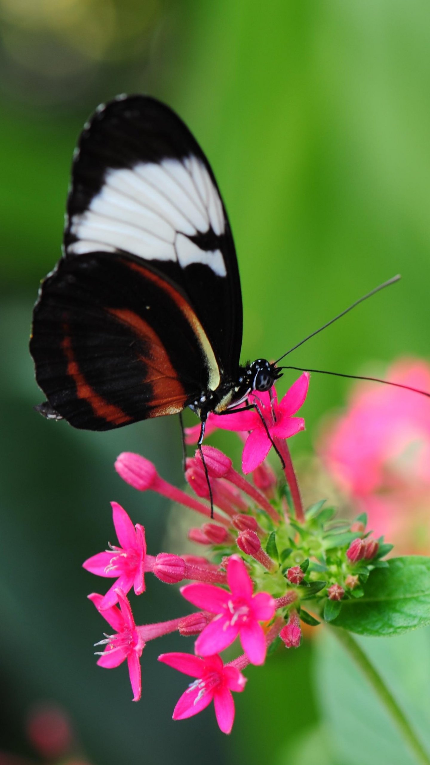 Butterfly Wallpaper Hd For Mobile - 1440x2560 Wallpaper Butterfly Wallpaper Hd For Mobile - 1440x2560 Wallpaper