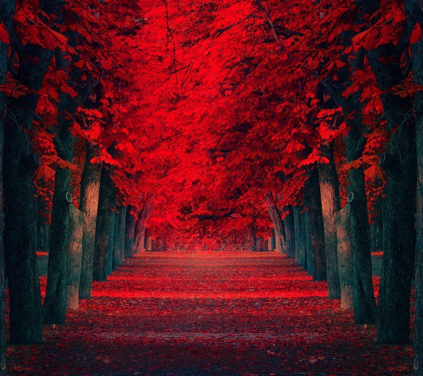 Red Nature Wallpapers - Nature Images In Red Colour - HD Wallpaper 