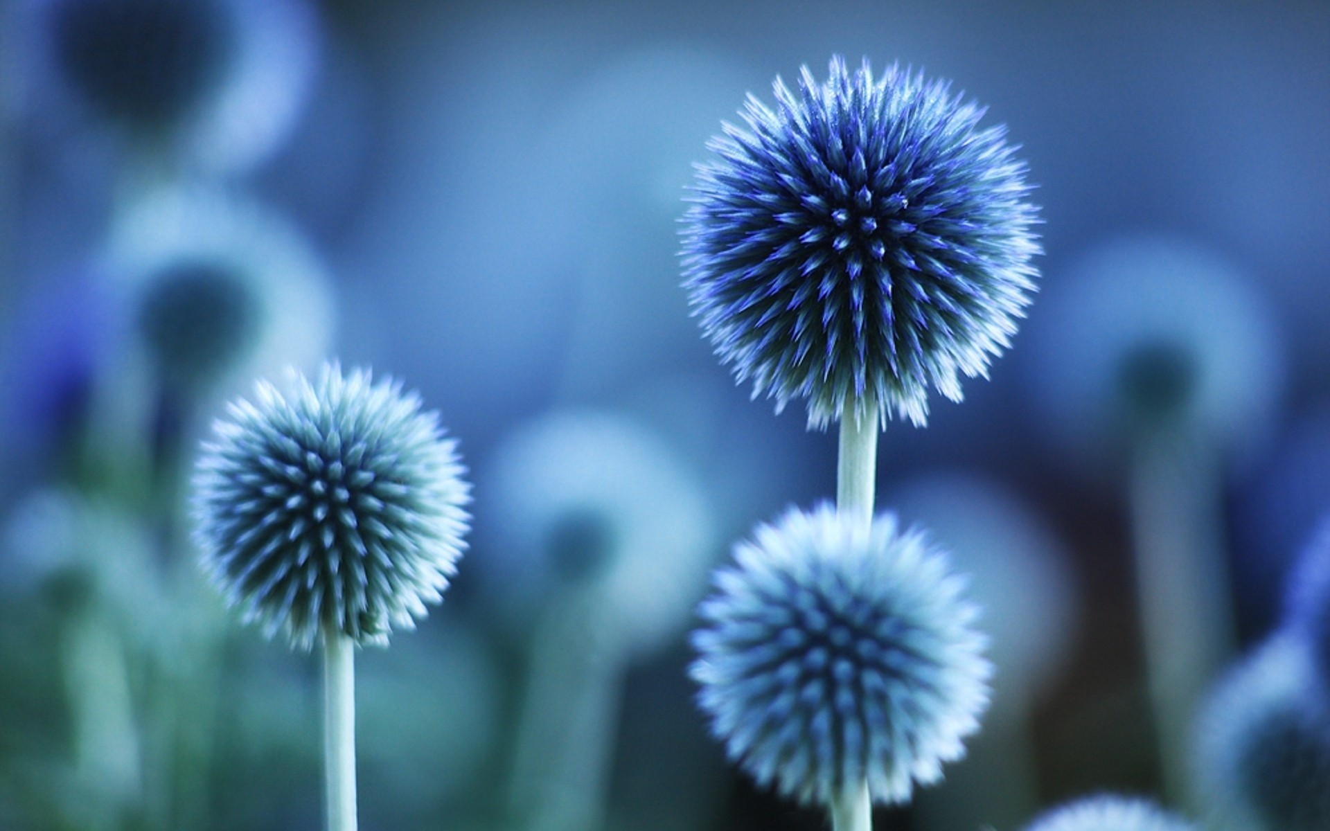 Blue Flowers Widescreen Wallpaper Src Single Flower Download Wallpapers For Android Mobile 1920x1200 Wallpaper Teahub Io