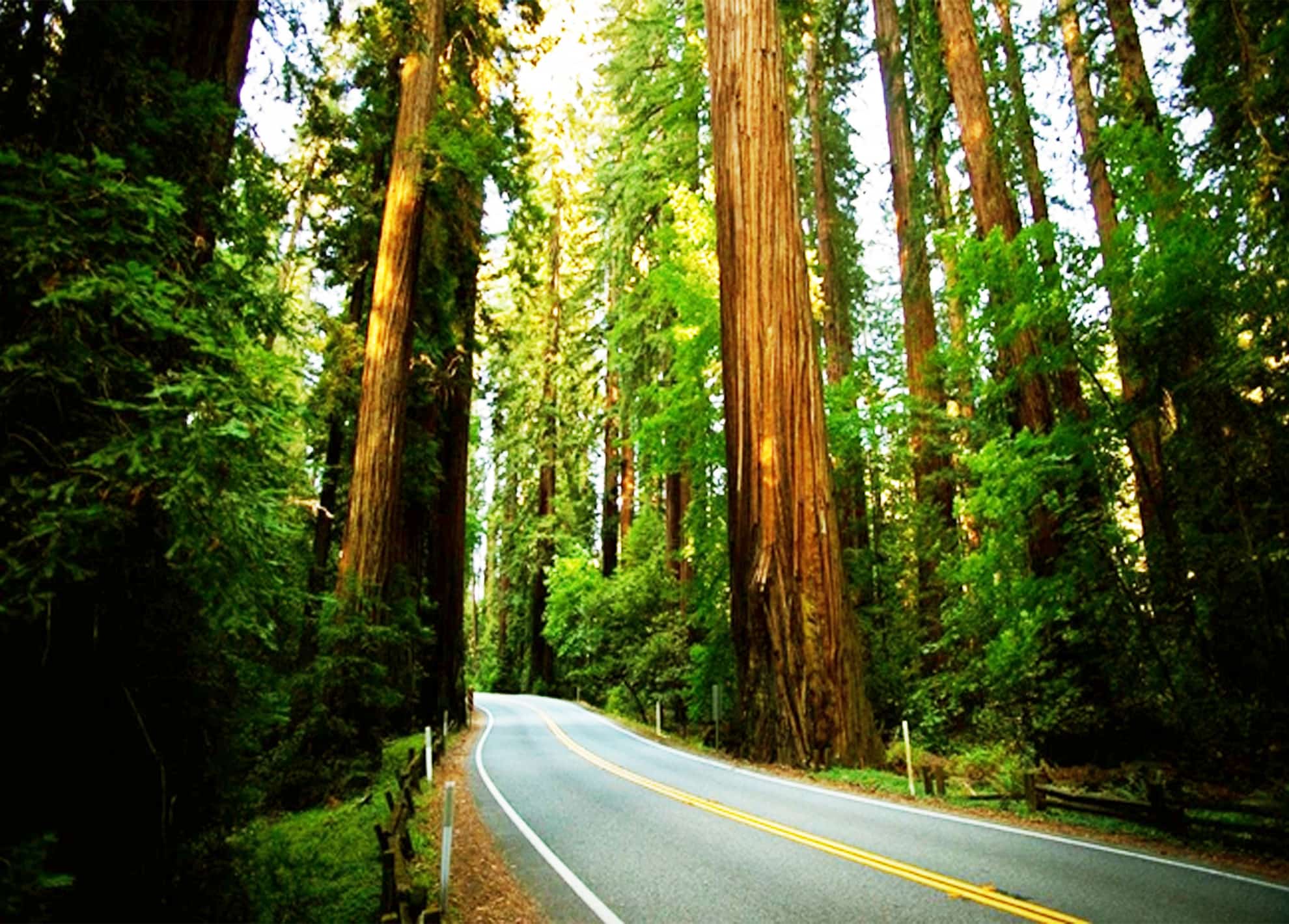 Nature - HD Wallpaper 