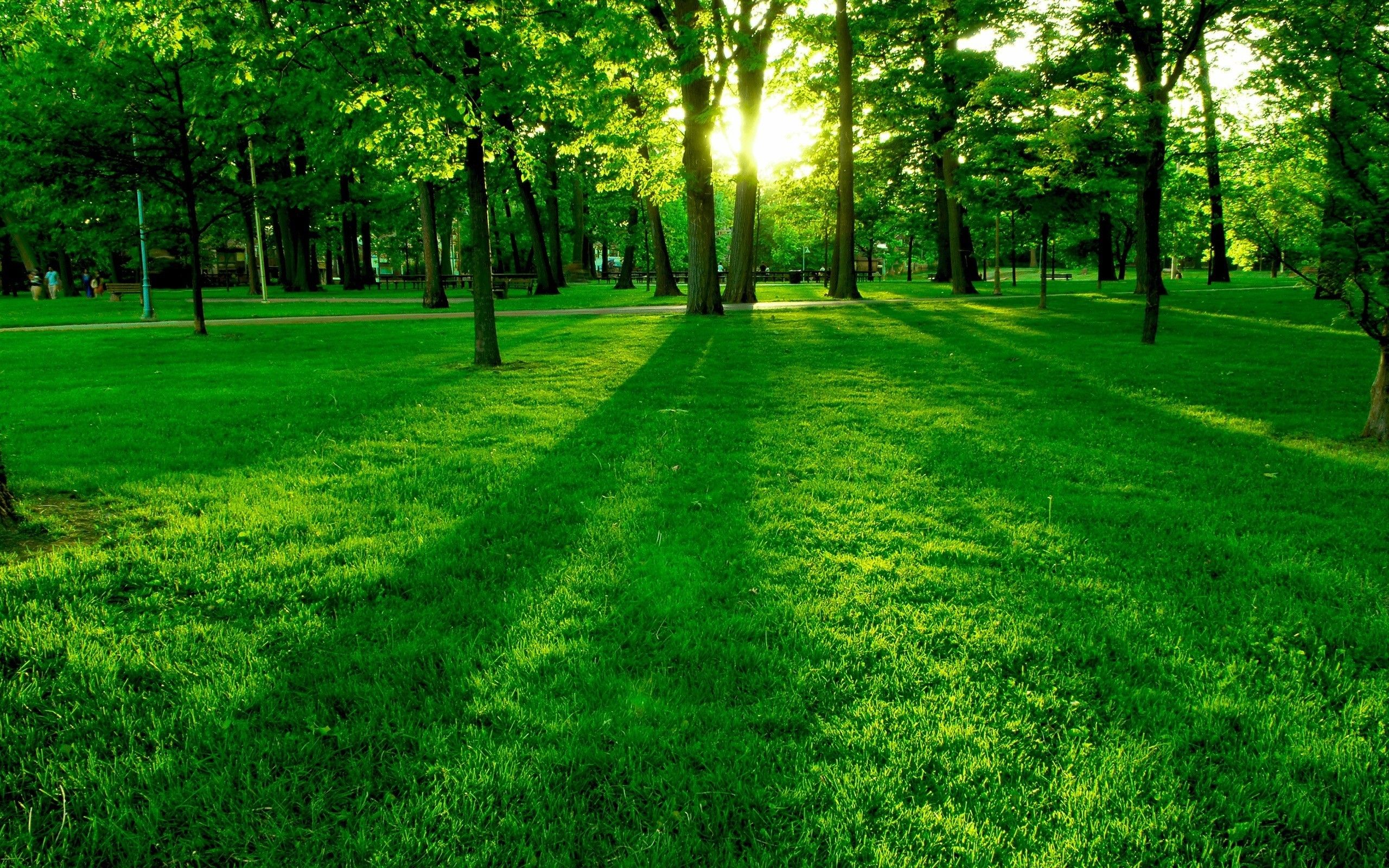 Most Popular Green Forest Nature Wallpaper Background - Morning Nature - 2560x1600 Wallpaper Most Popular Green Forest Nature Wallpaper Background - Morning Nature - 2560x1600 Wallpaper