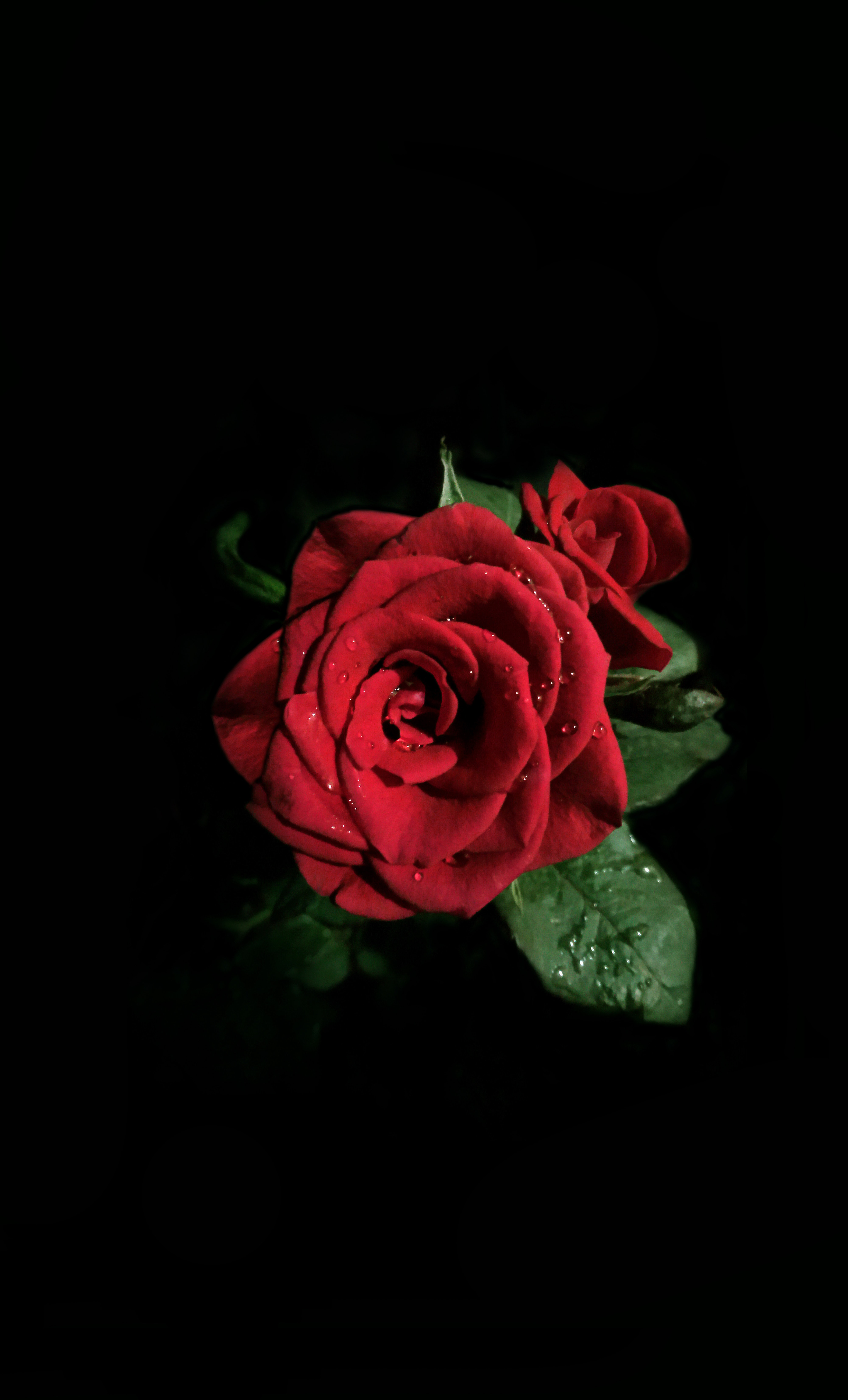 Top Flowers Good Night Wallpaper 97 For Your Flower - Mawar Merah Background Hitam - HD Wallpaper 