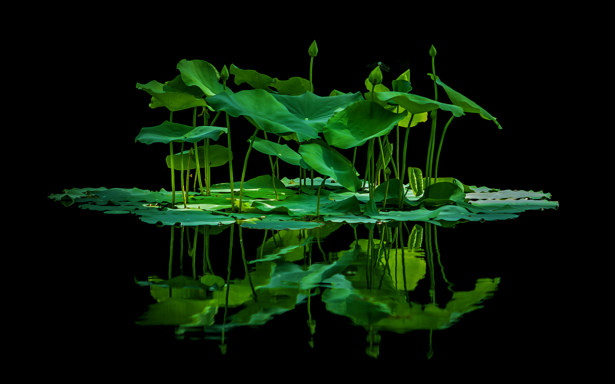 Green Lotus - HD Wallpaper 