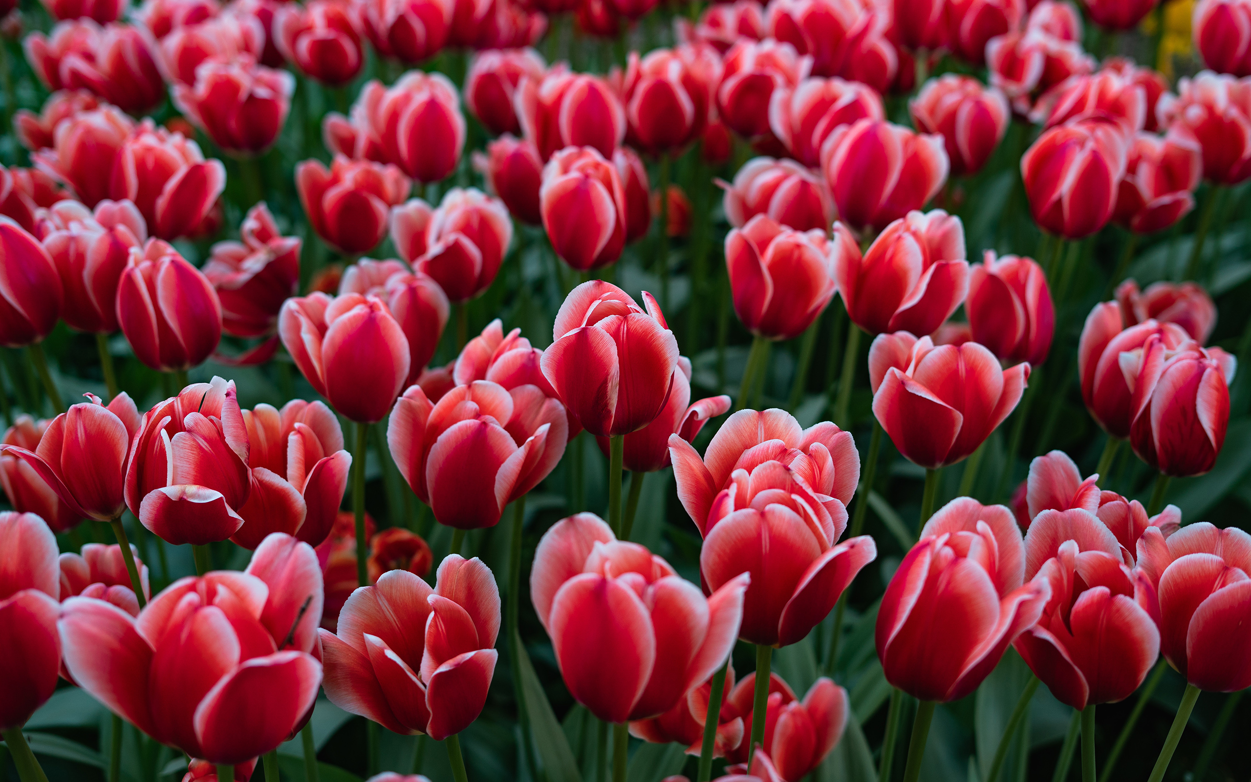 Tulip - HD Wallpaper 