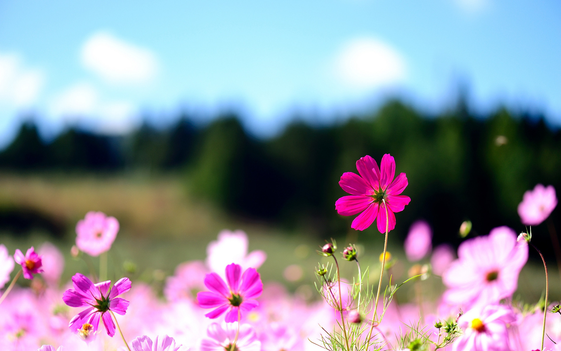 1920ã1200 Pink Flowers Image Hd Desktop Wallpapers - Flower Desktop Background Hd - HD Wallpaper 