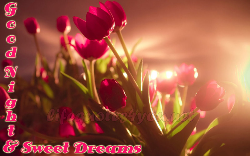 Good Night - Тюльпаны Hd Обои - HD Wallpaper 