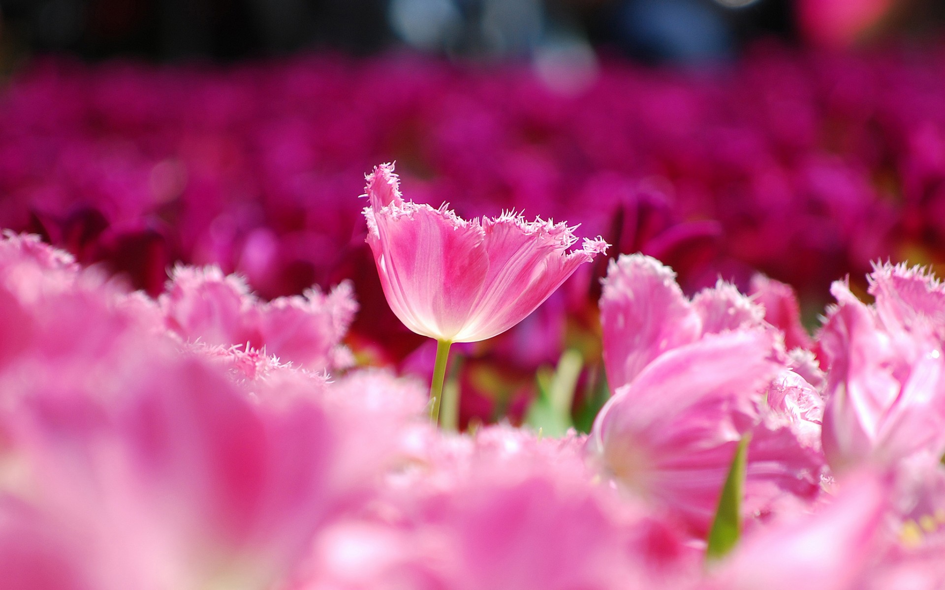 Pink Flowers Wallpaper Hd - HD Wallpaper 