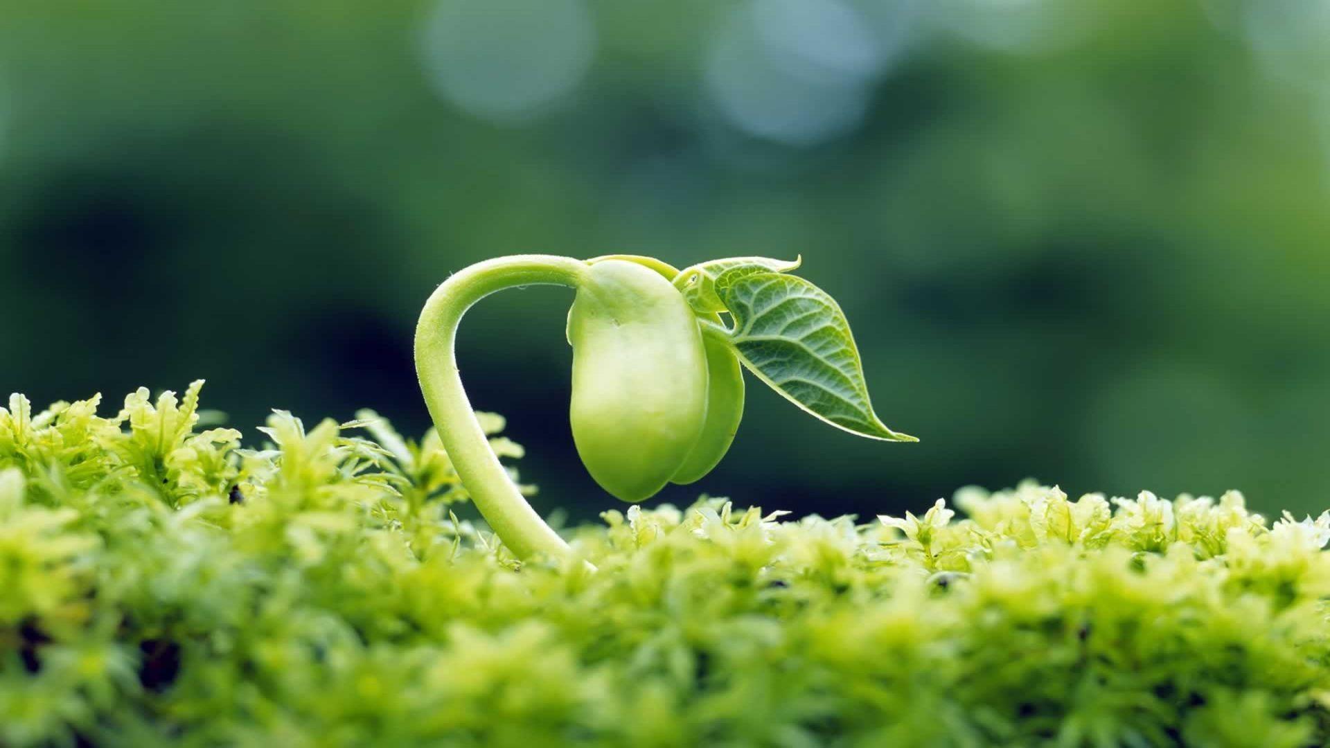 Plant Growing - HD Wallpaper 