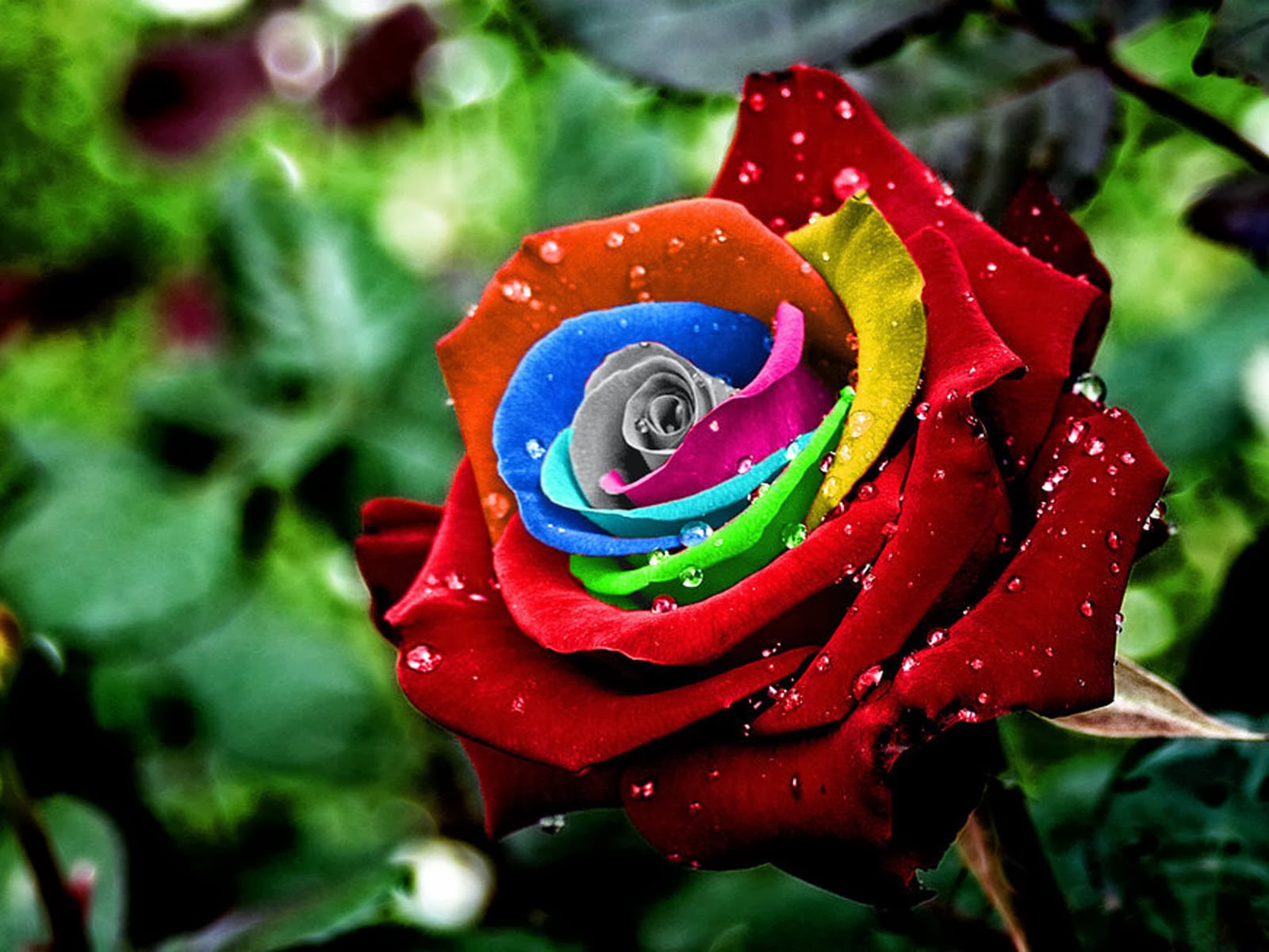 Rose Wallpaper Hd Resolution Is Cool Wallpapers - Colorful Rose Wallpapers Hd - 1600x1200 Wallpaper Rose Wallpaper Hd Resolution Is Cool Wallpapers - Colorful Rose Wallpapers Hd - 1600x1200 Wallpaper