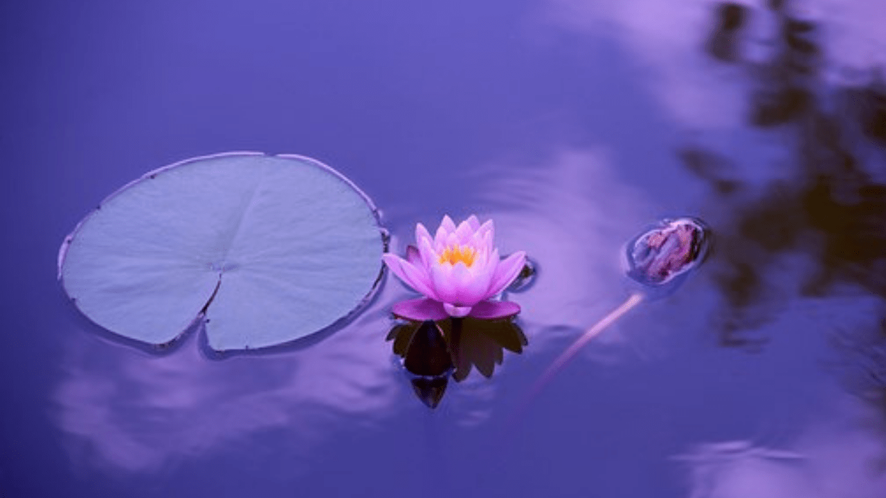 Lotus Natural Wallpaper Full Hd - Natural Background Wallpaper Hd - HD Wallpaper 