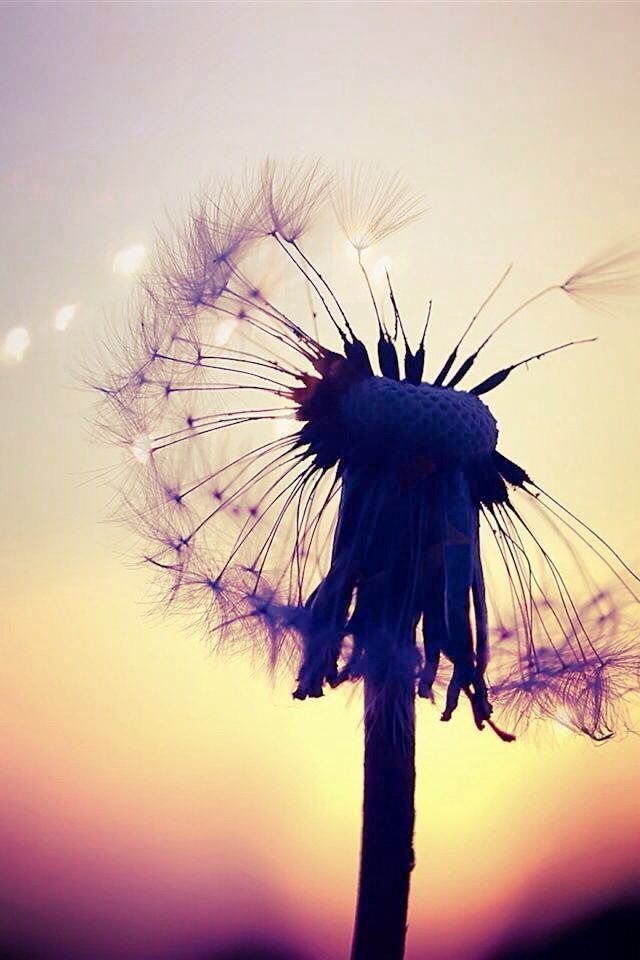 Phone Wallpaper On Pinterest - Beautiful Backgrounds For Phones - HD Wallpaper 
