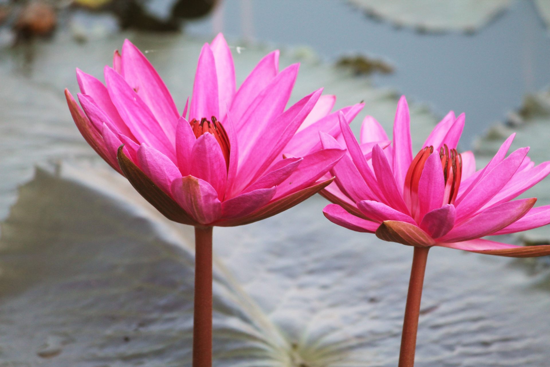 Early Morning Wishes With Pink Lotus Flower Wallpaper - Flower - HD Wallpaper 