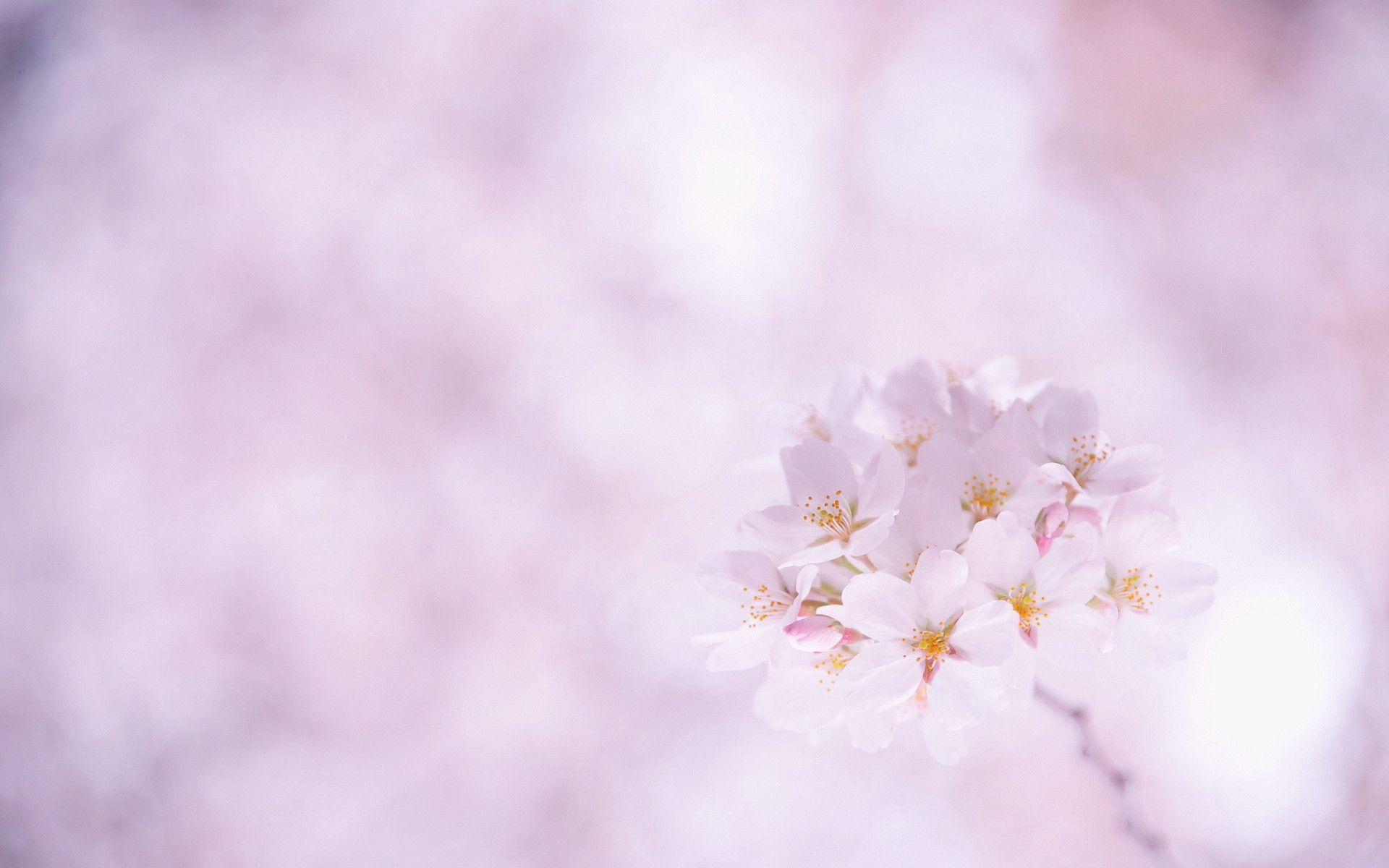 Sakura Flower Wallpapers - Sakura Flower Background Hd - HD Wallpaper 