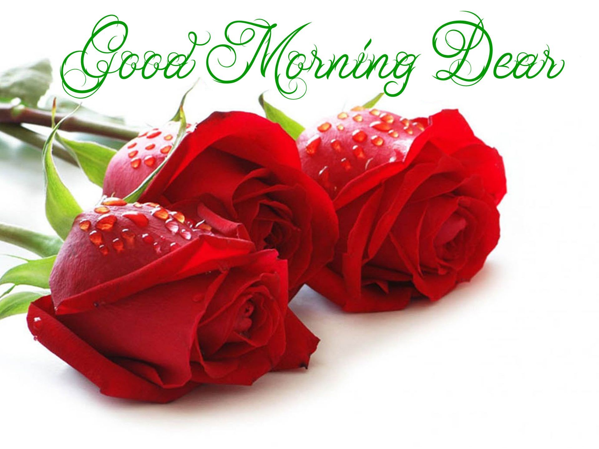 Good Morning Rose Wallpapers Data-src /full/1090740 - Good Morning With  Rose - 1920x1440 Wallpaper 