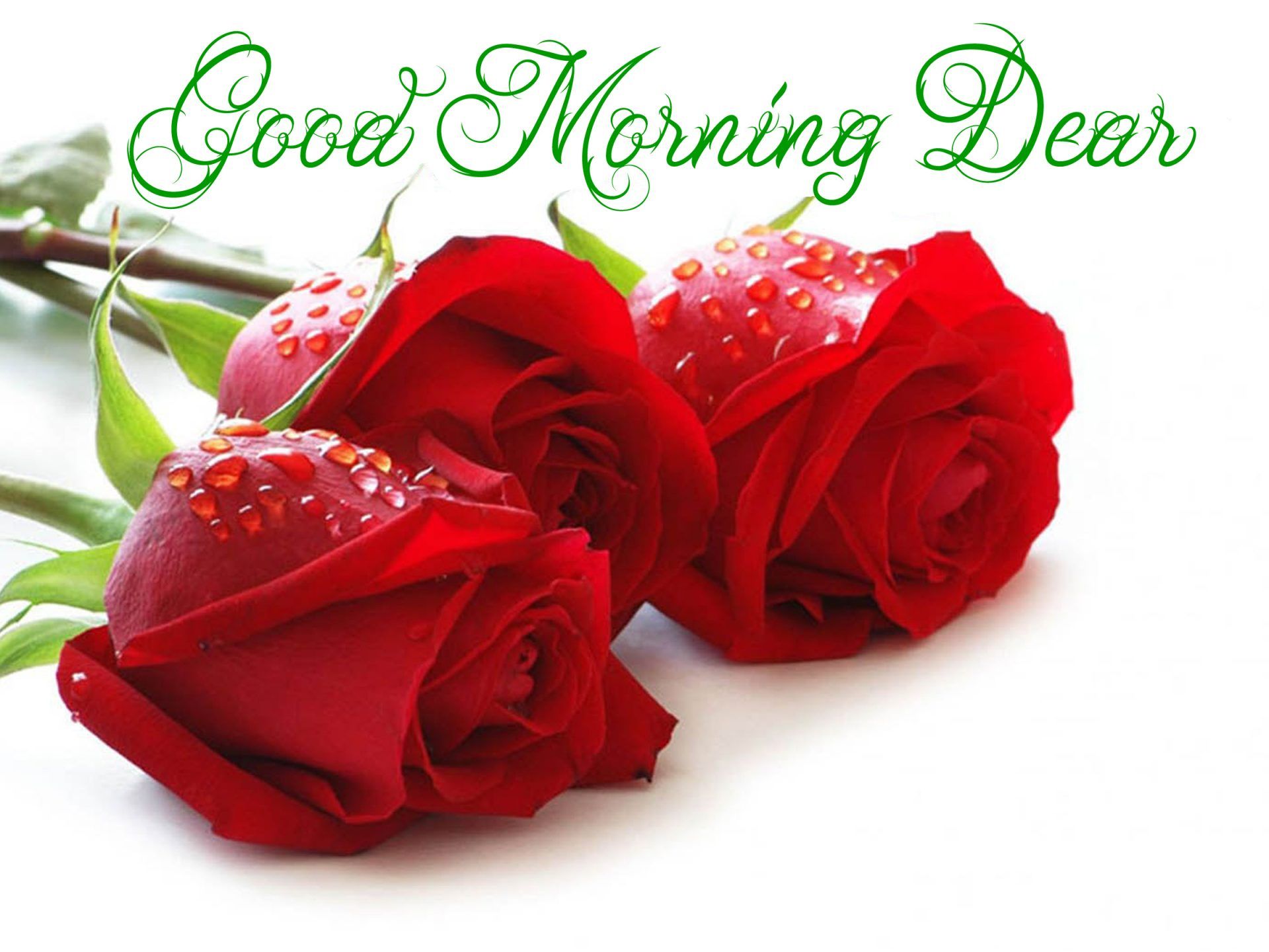 Good Morning Rose Wallpapers 
 Data-src /full/1090740 - Good Morning With Rose - HD Wallpaper 