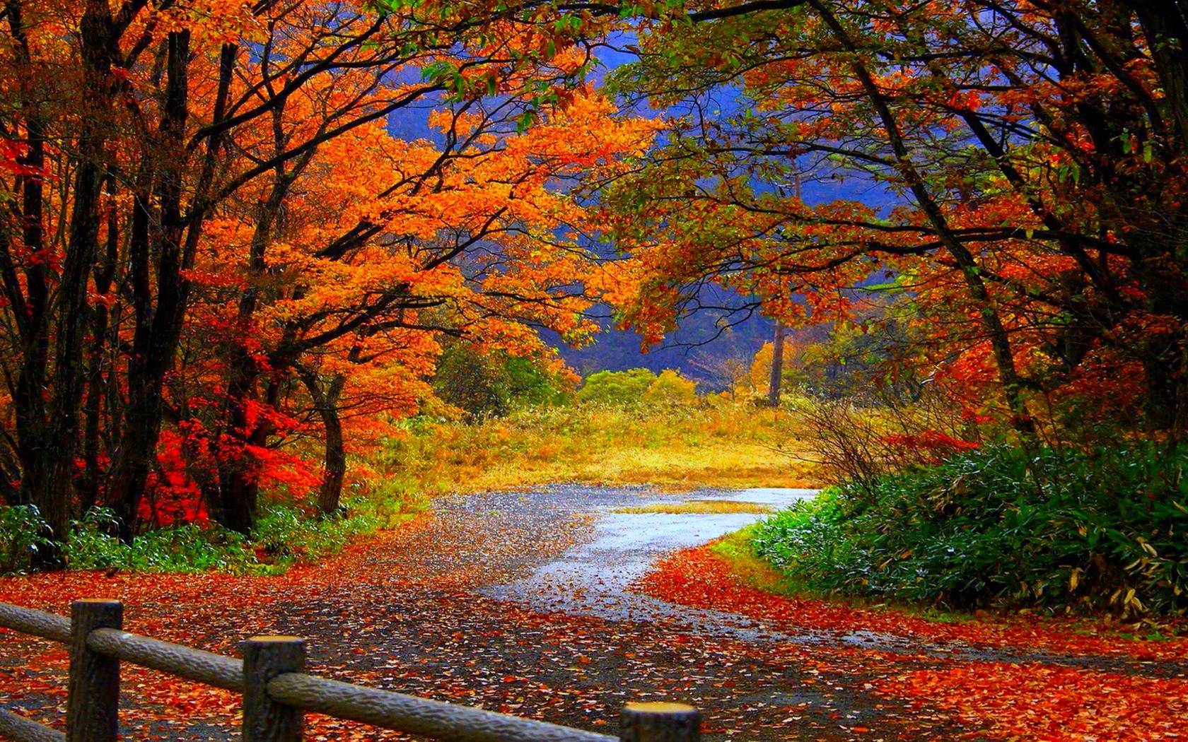 Top 6 Android Autumn Live Wallpapers To Enjoy Falling - Autumn Background - HD Wallpaper 