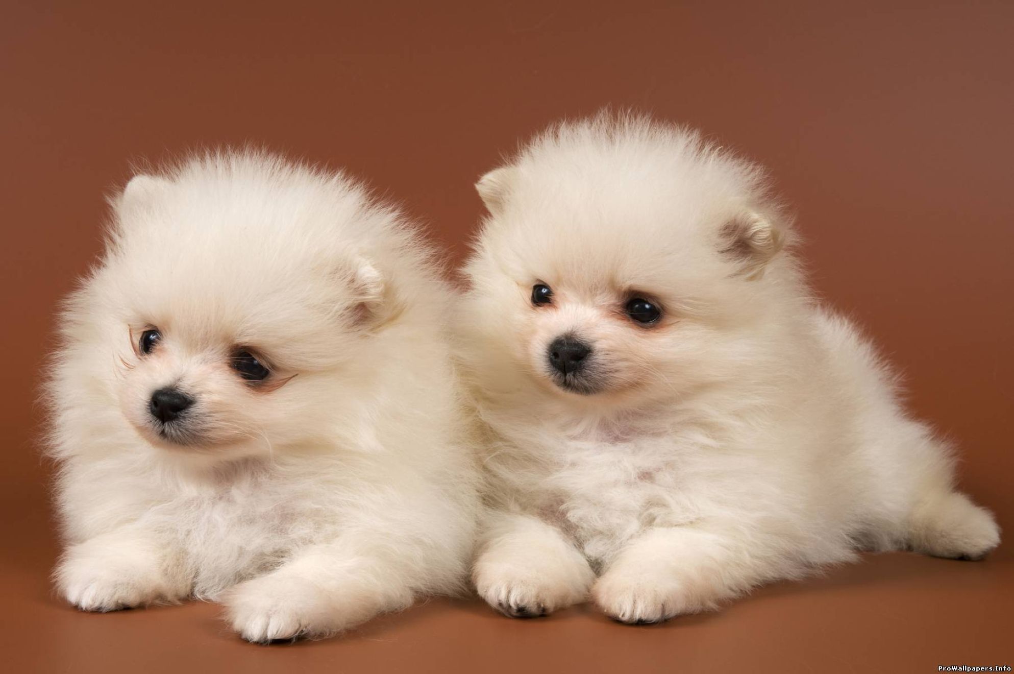 Cute Animal For Desktop Background Full Screen Image - Pomeranian Puppy - HD Wallpaper 